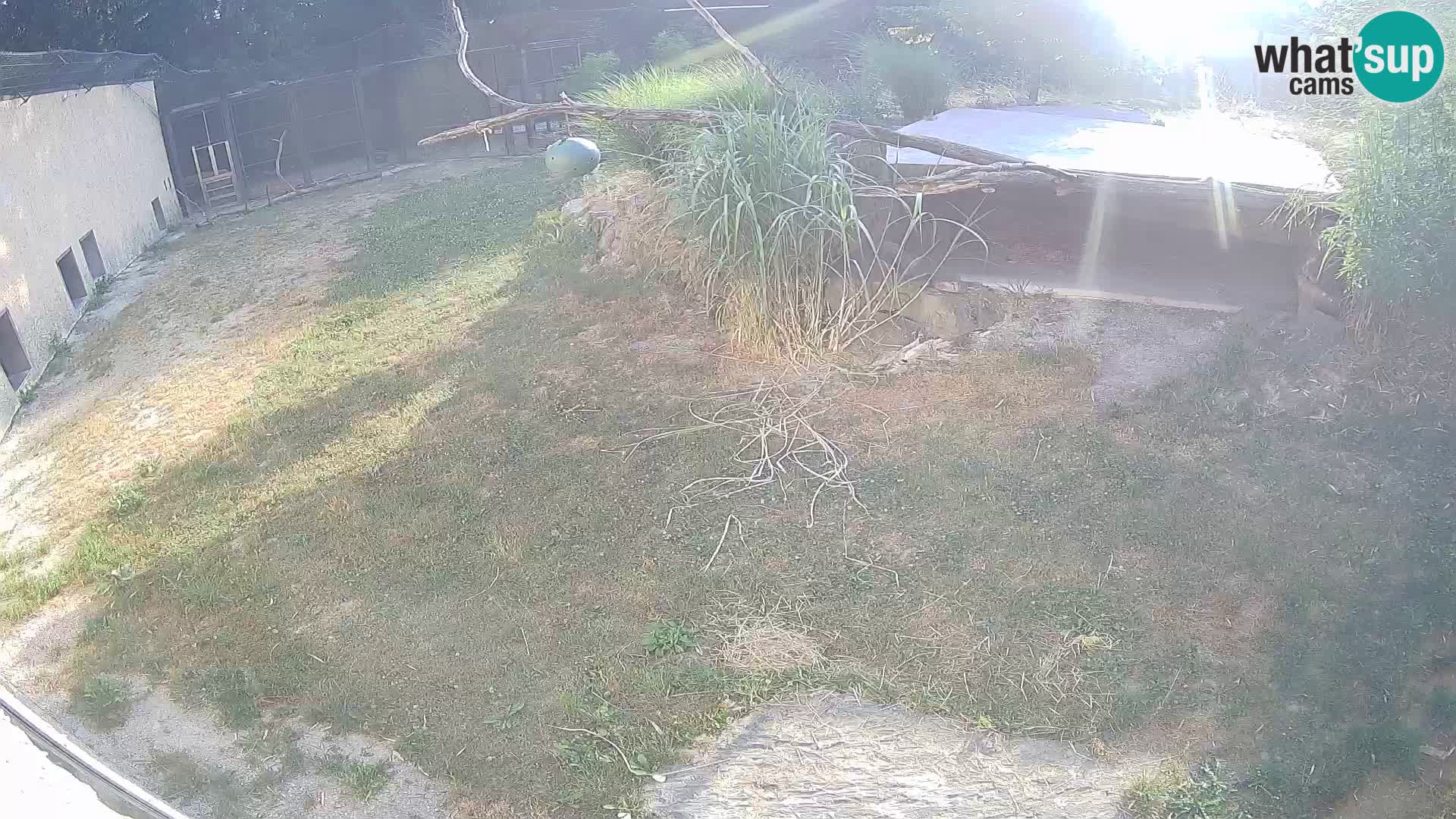 Lavovi web kamera uživo u ljubljanskom zoološkom vrtu – Slovenija