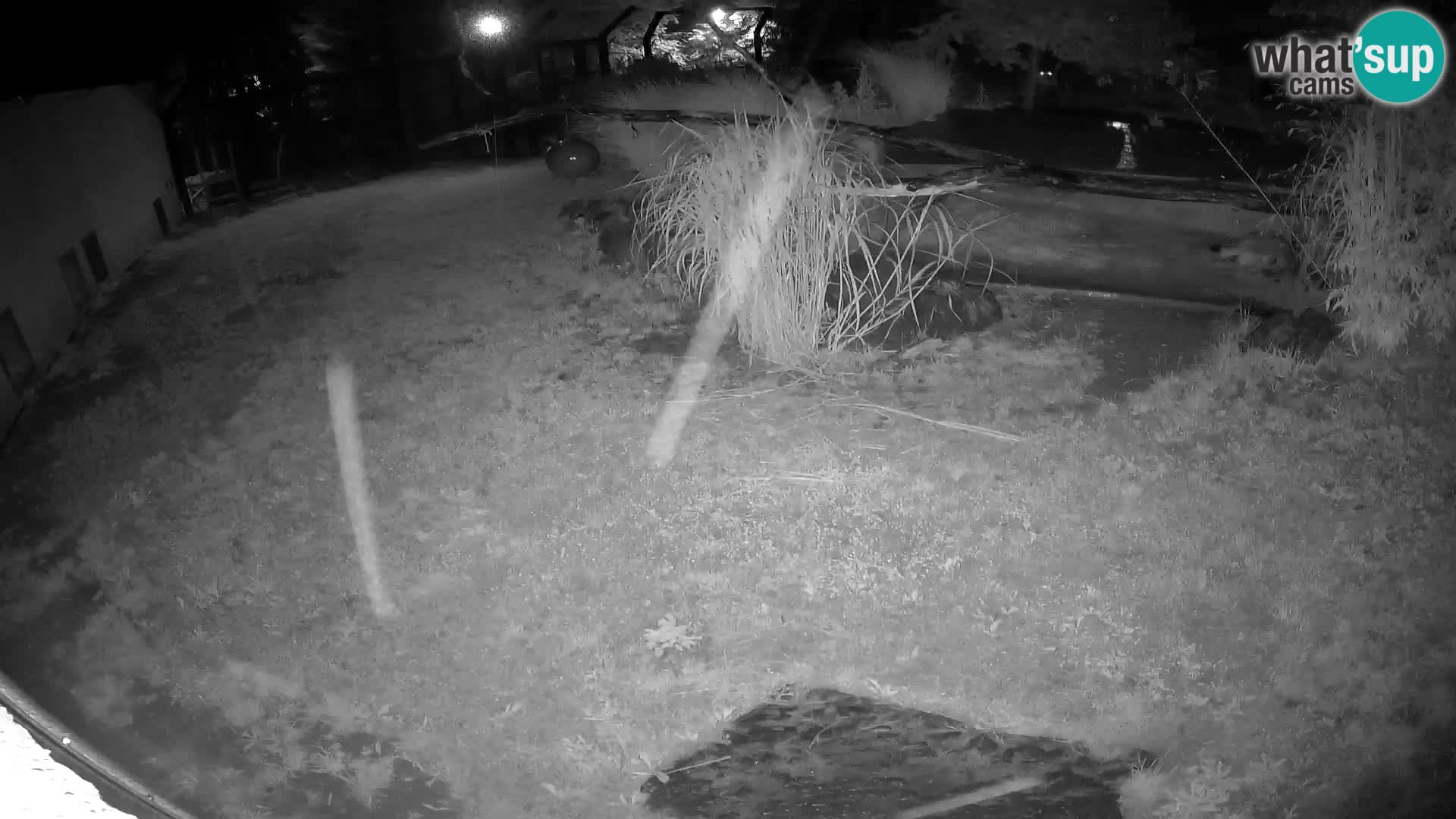 LION live Webcam in Ljubljana Zoo – Slovenia