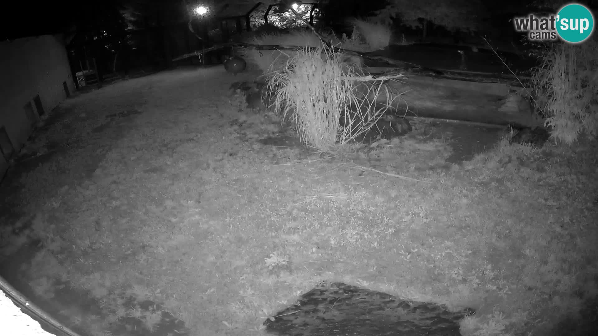 LEON Webcam en vivo en Ljubljana Zoo – Eslovenia