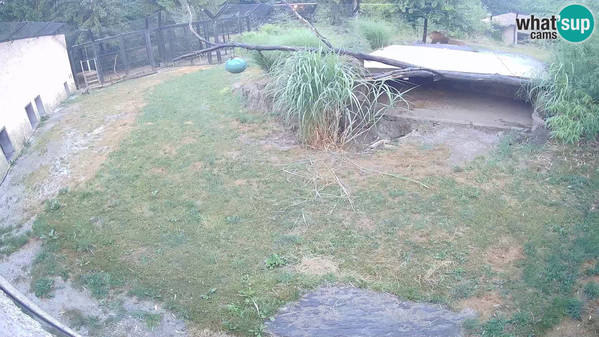 LION live Webcam in Ljubljana Zoo – Slovenia