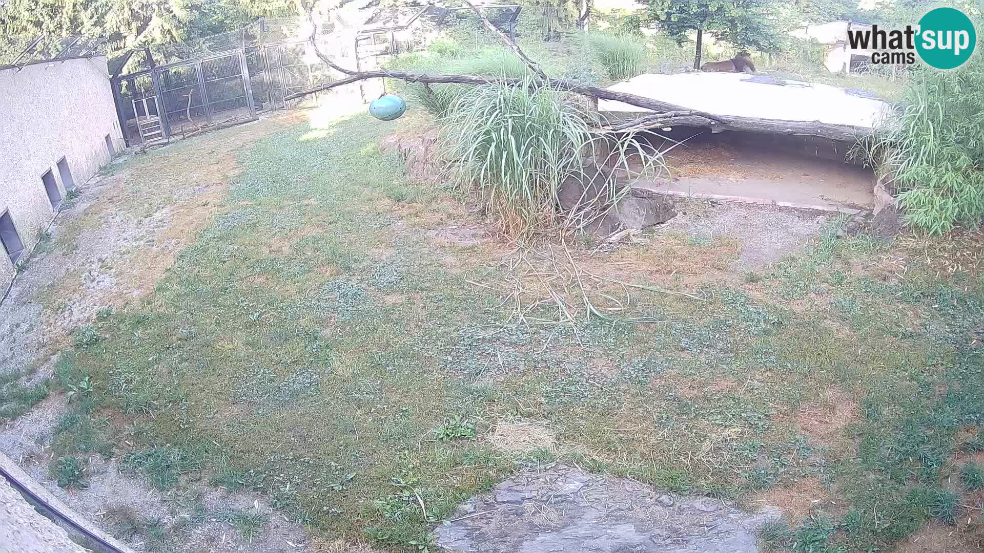 LION webcam en direct du zoo de Ljubljana – Slovénie