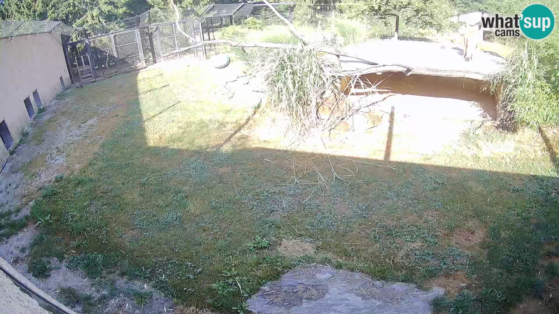 LION live Webcam in Ljubljana Zoo – Slovenia
