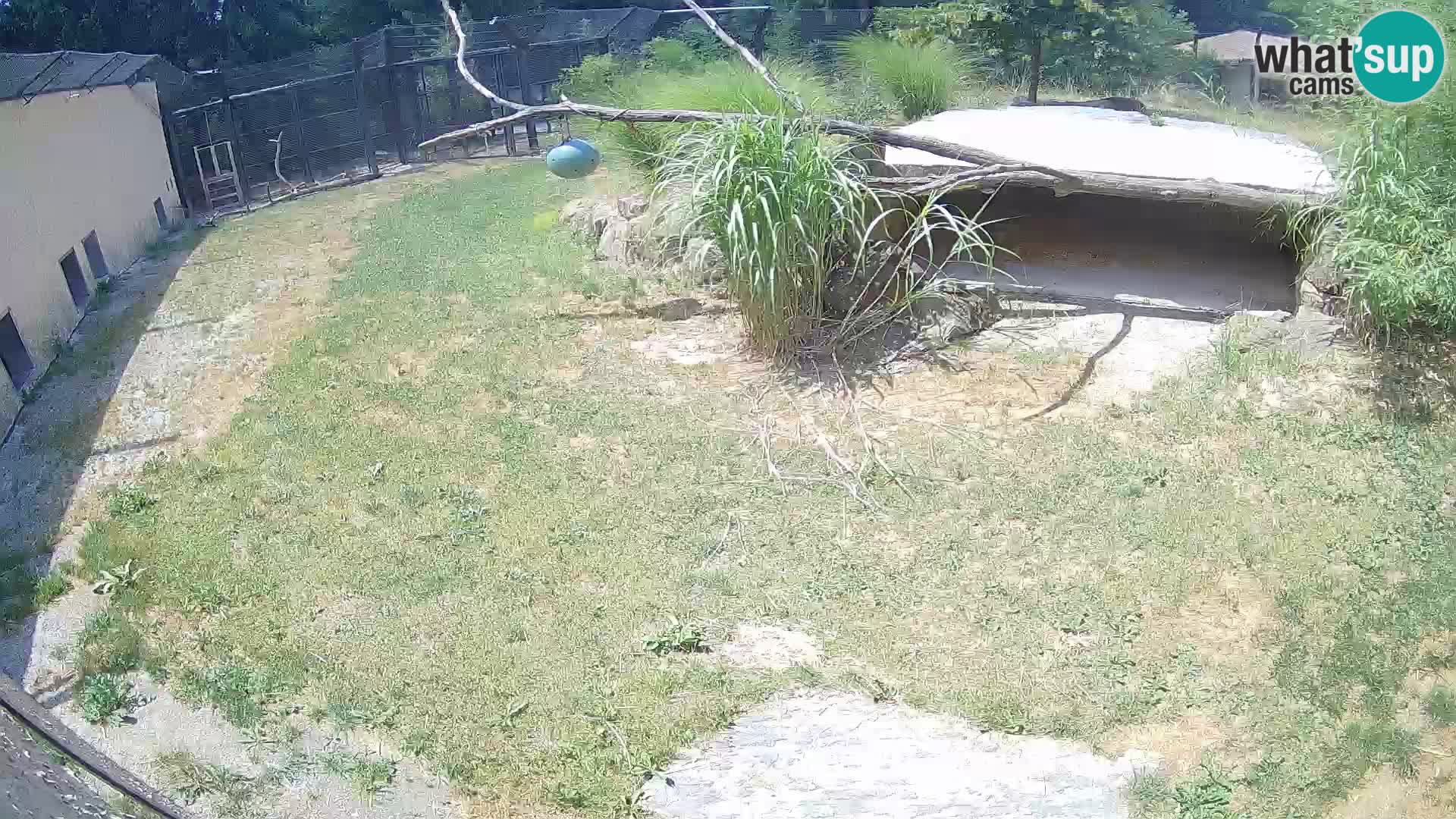 LION live Webcam in Ljubljana Zoo – Slovenia
