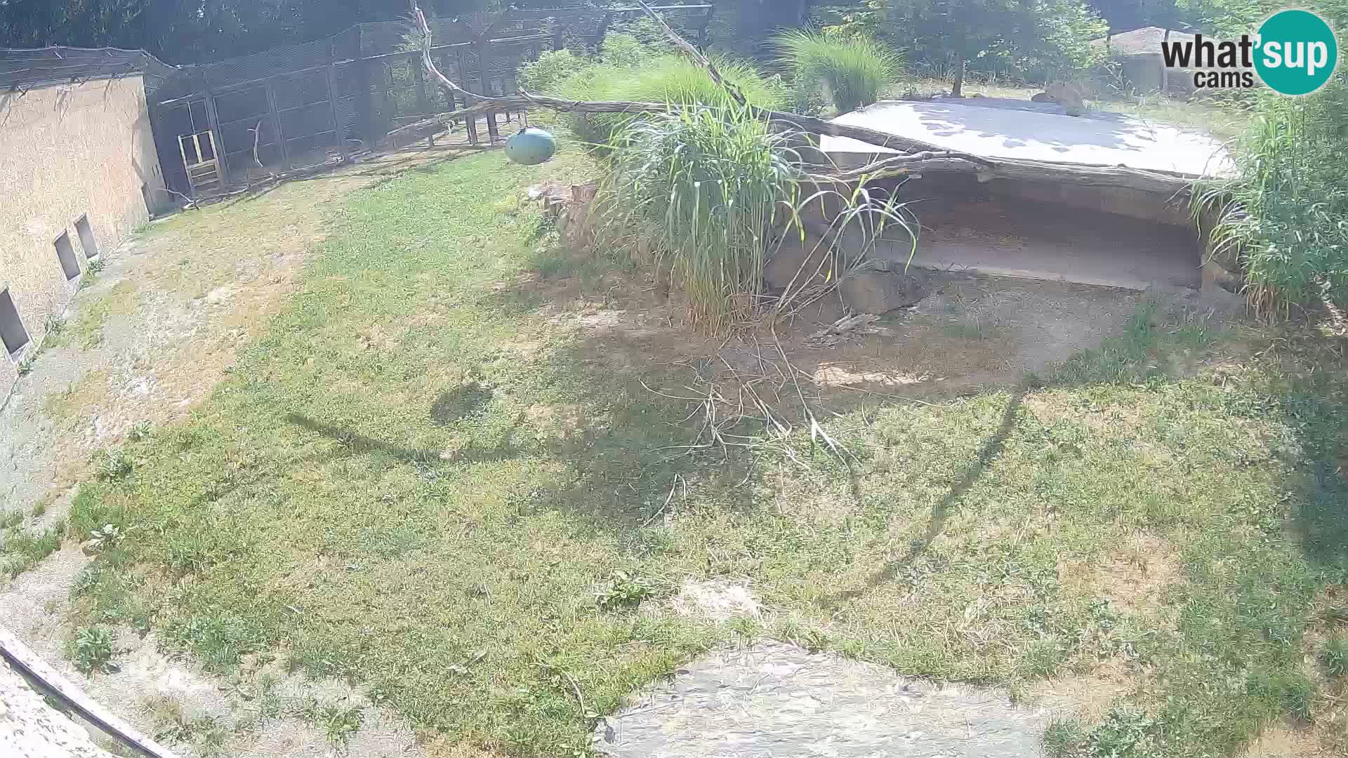 LEVI spletna kamera v živalskem vrtu Ljubljana Zoo