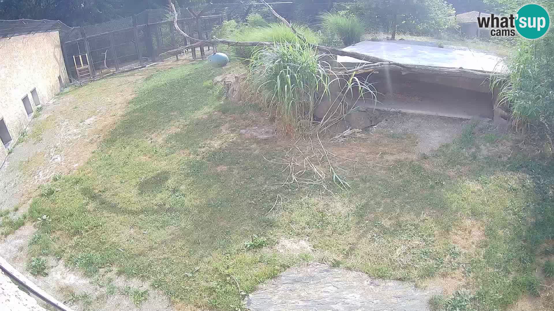LEON Webcam en vivo en Ljubljana Zoo – Eslovenia