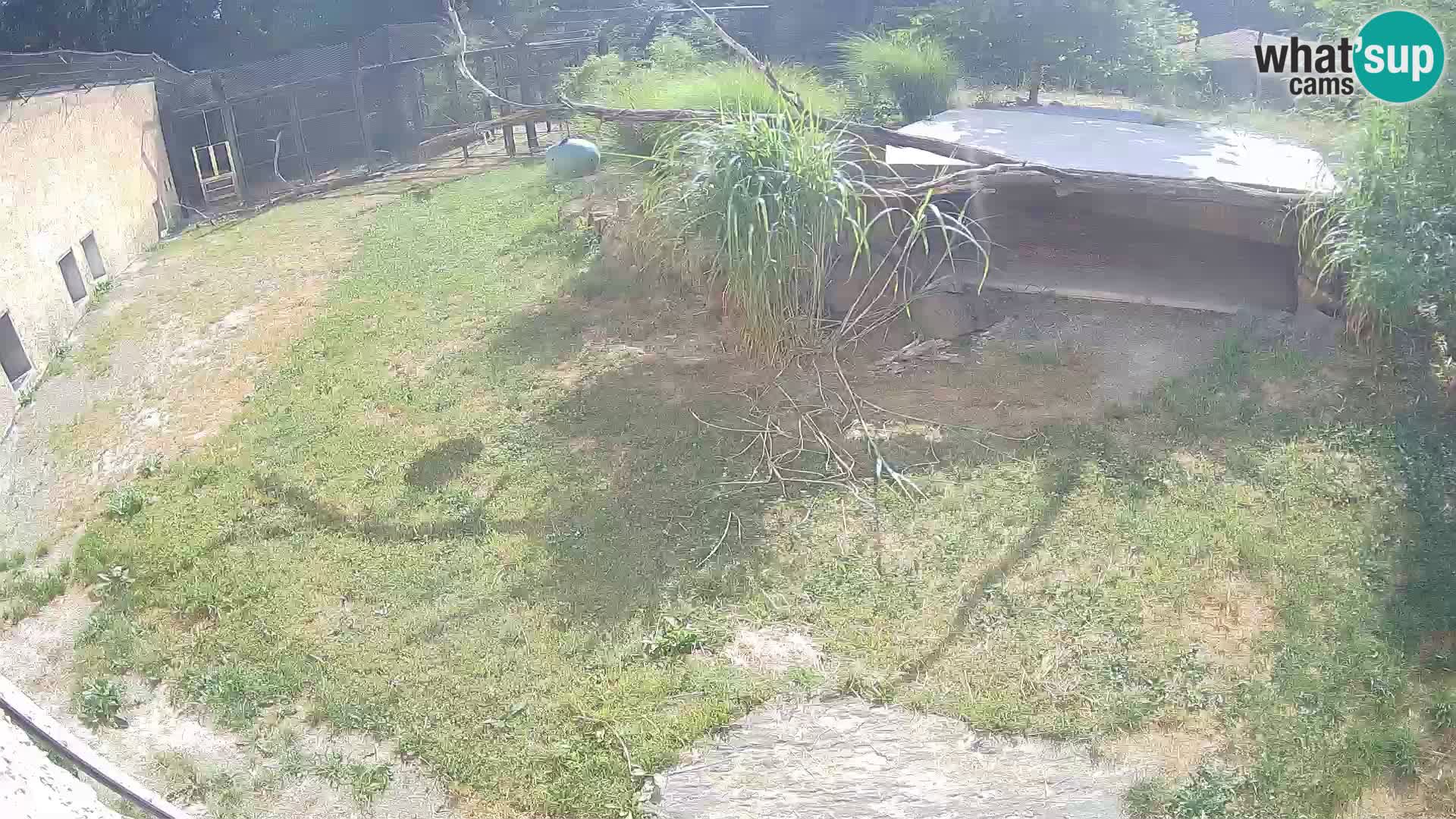 LEONE live Webcam nello zoo di Lubiana – Slovenia