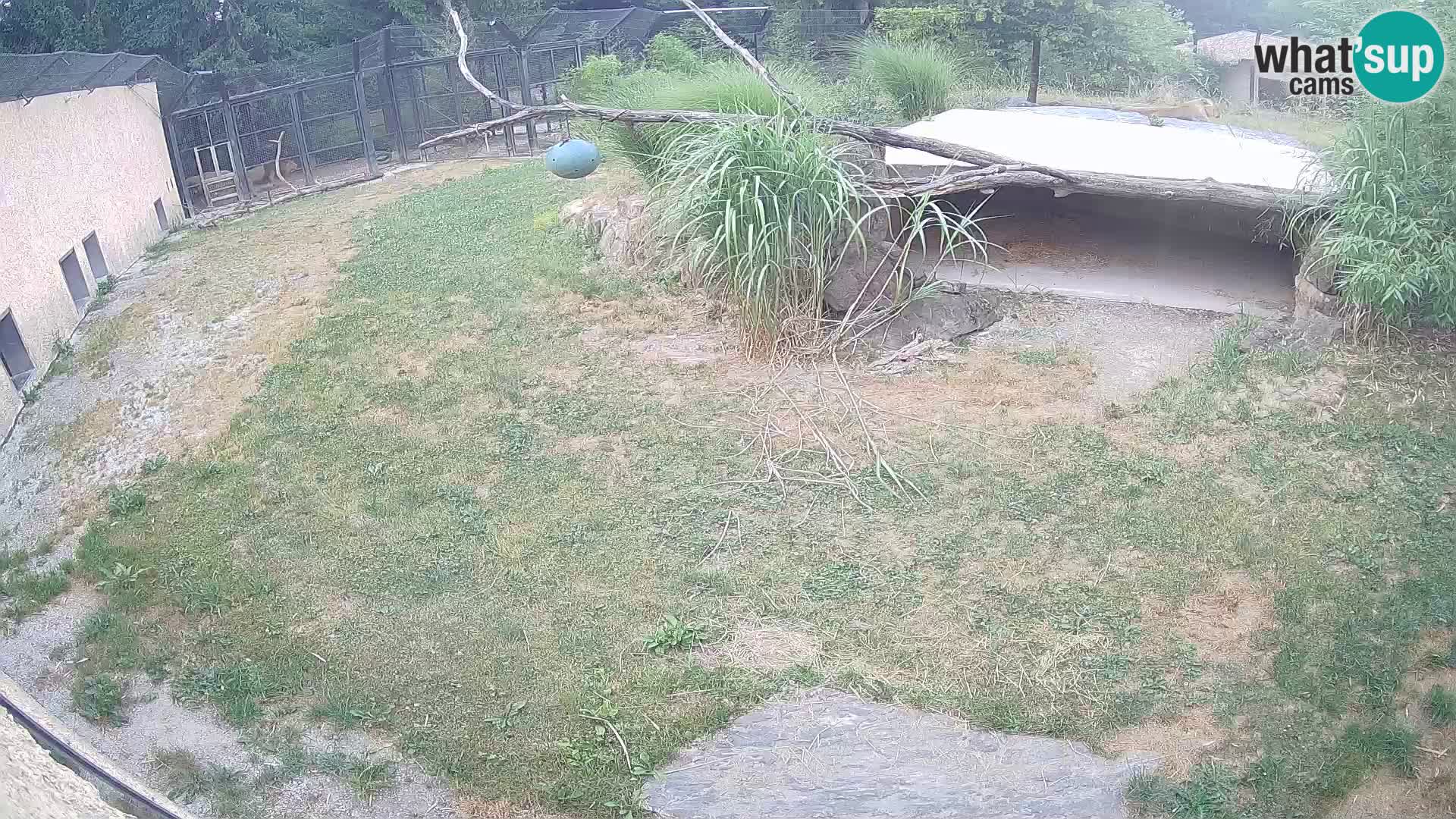 Löwe live Webcam im Zoo von Ljubljana – Slowenien