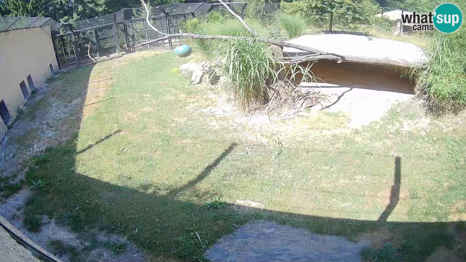 LION live Webcam in Ljubljana Zoo – Slovenia