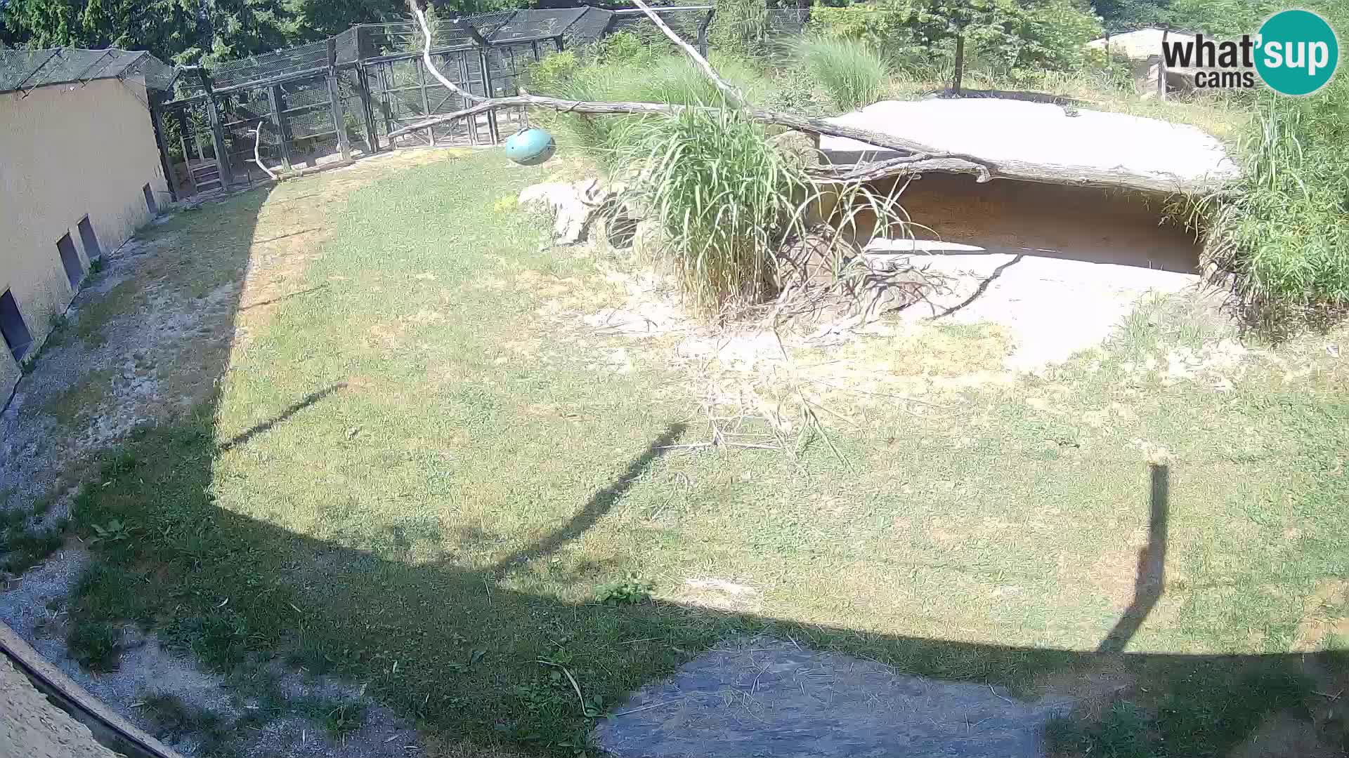 LION live Webcam in Ljubljana Zoo – Slovenia