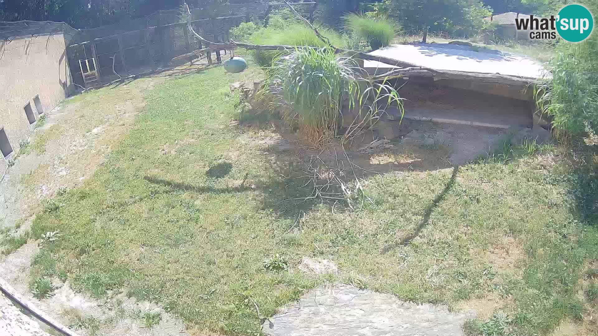LION live Webcam in Ljubljana Zoo – Slovenia