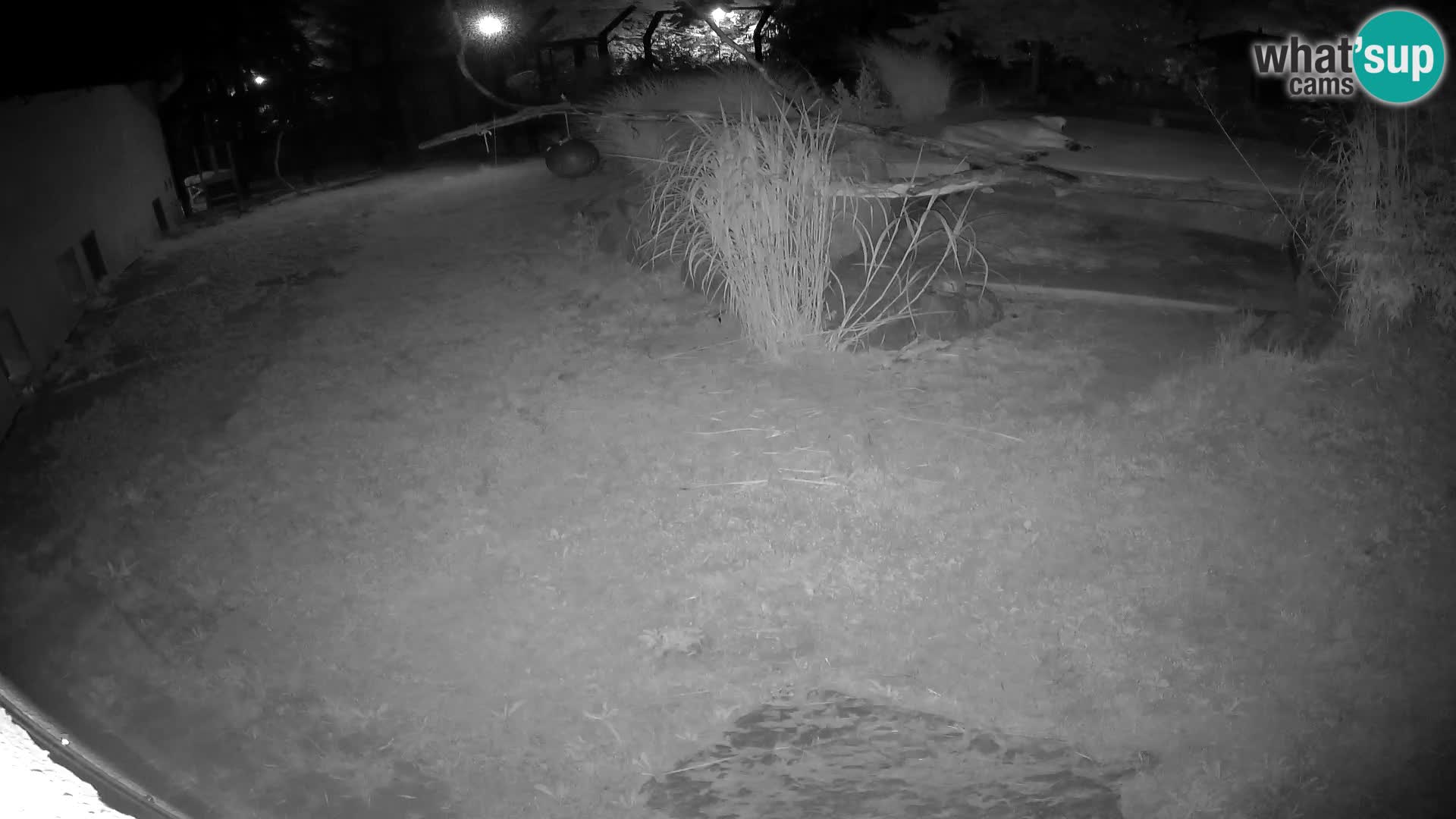LION live Webcam in Ljubljana Zoo – Slovenia