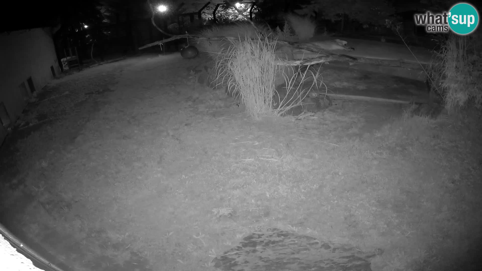 LION live Webcam in Ljubljana Zoo – Slovenia
