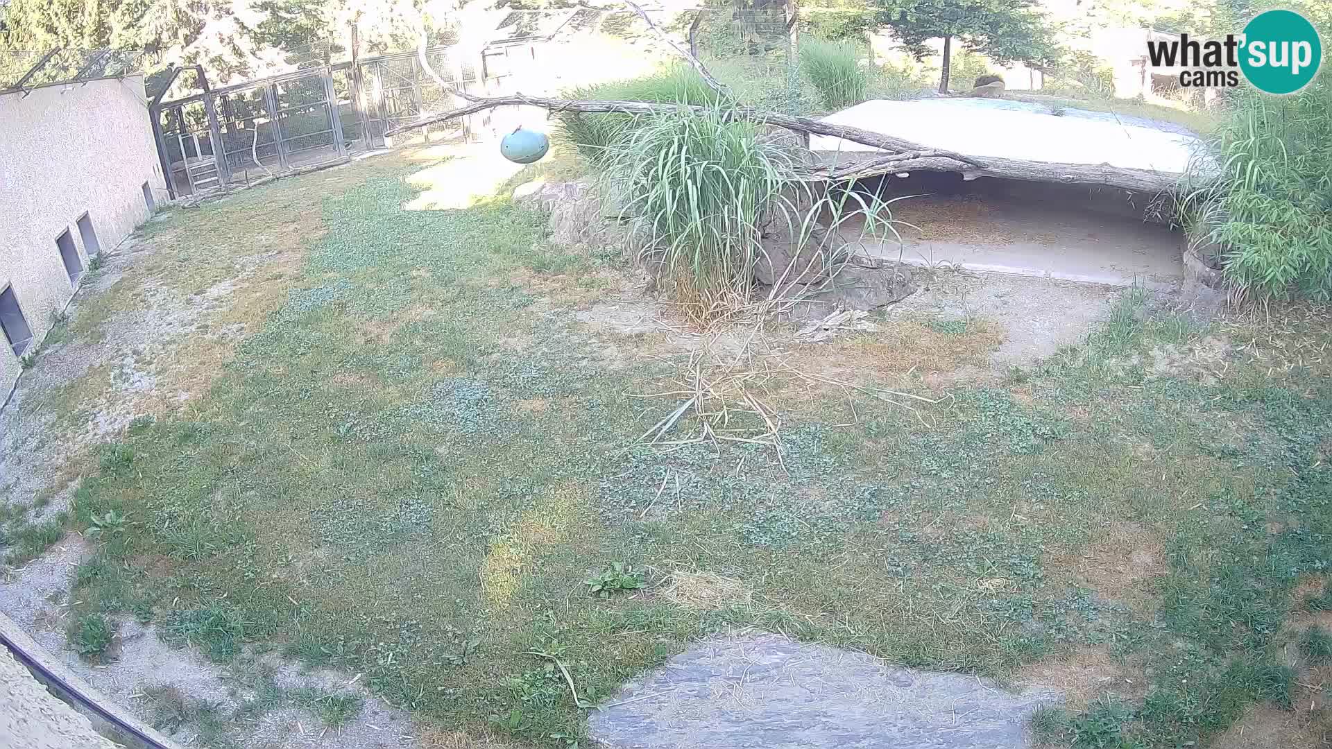 LION live Webcam in Ljubljana Zoo – Slovenia