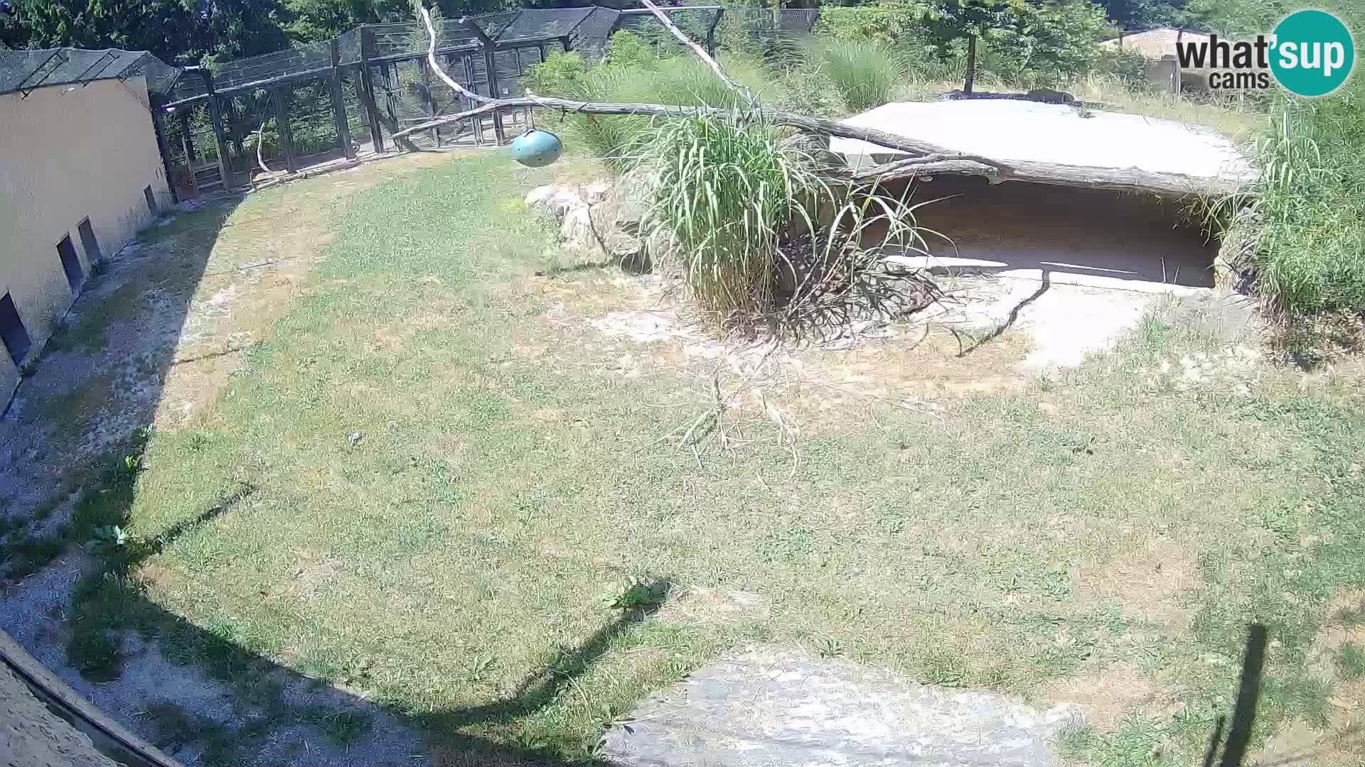 LION live Webcam in Ljubljana Zoo – Slovenia