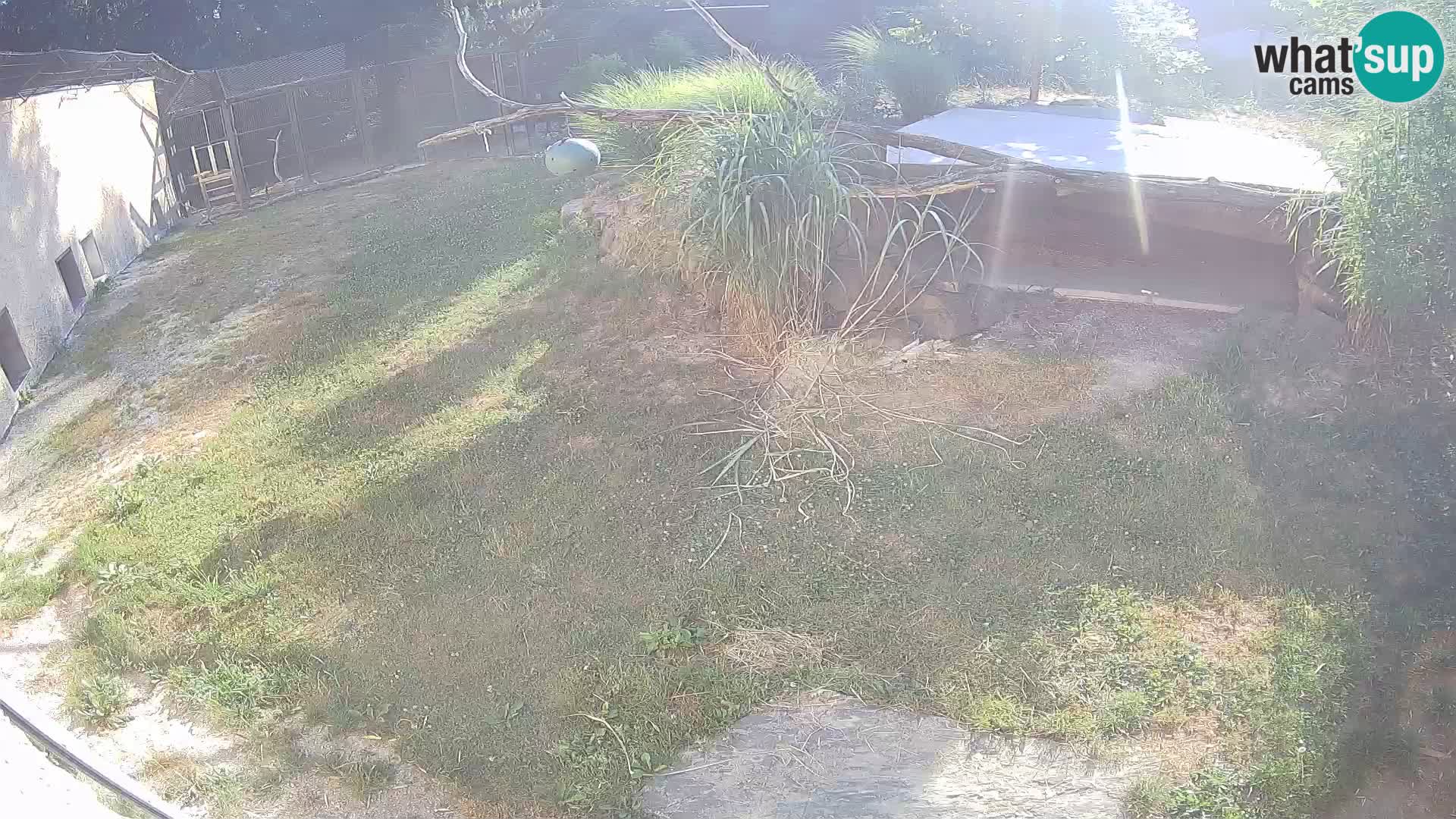 LION live Webcam in Ljubljana Zoo – Slovenia