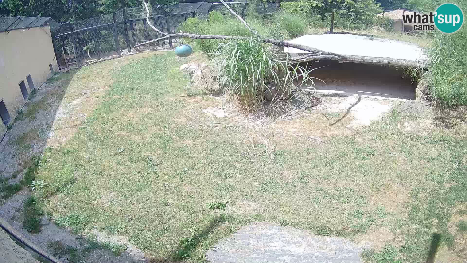LEON Webcam en vivo en Ljubljana Zoo – Eslovenia
