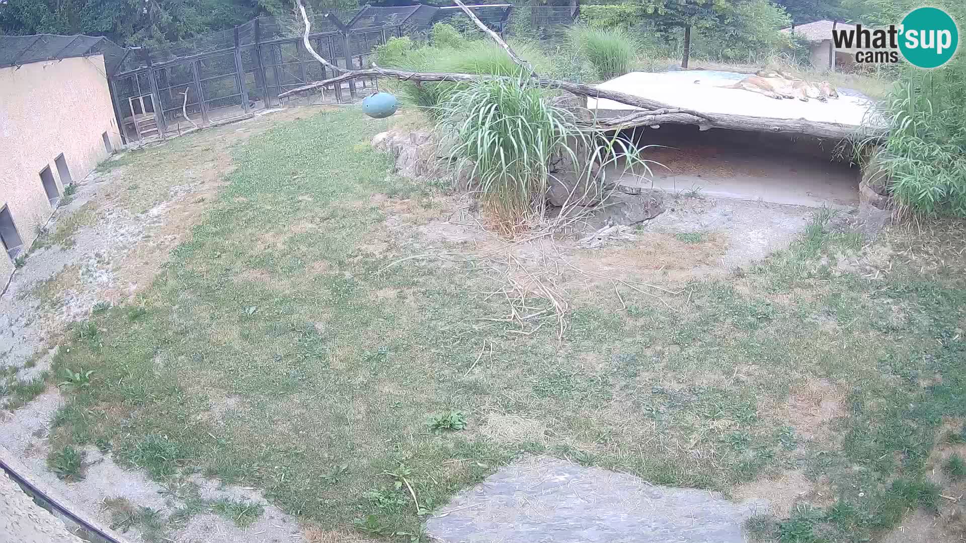 LION live Webcam in Ljubljana Zoo – Slovenia