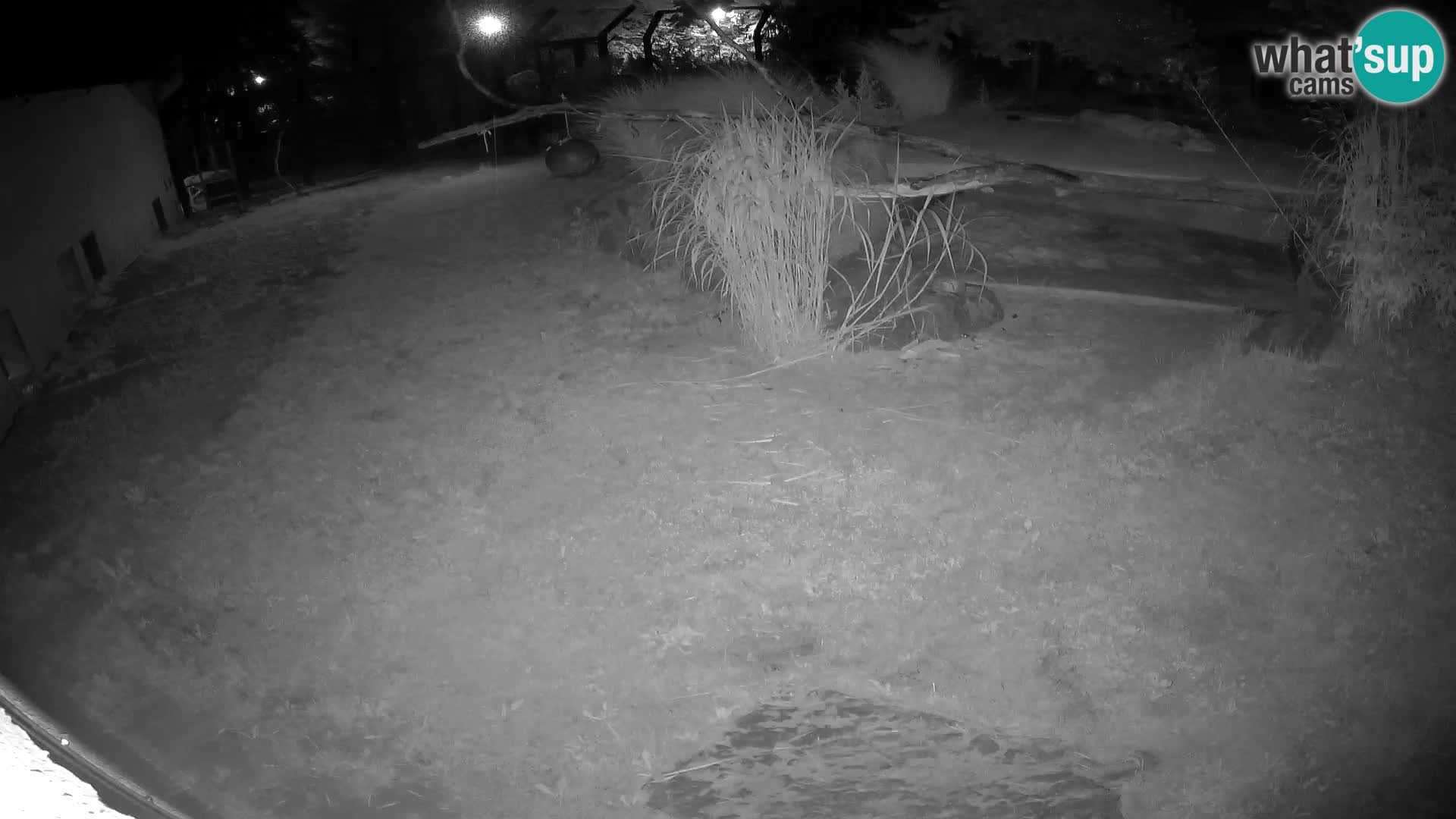 Löwe live Webcam im Zoo von Ljubljana – Slowenien