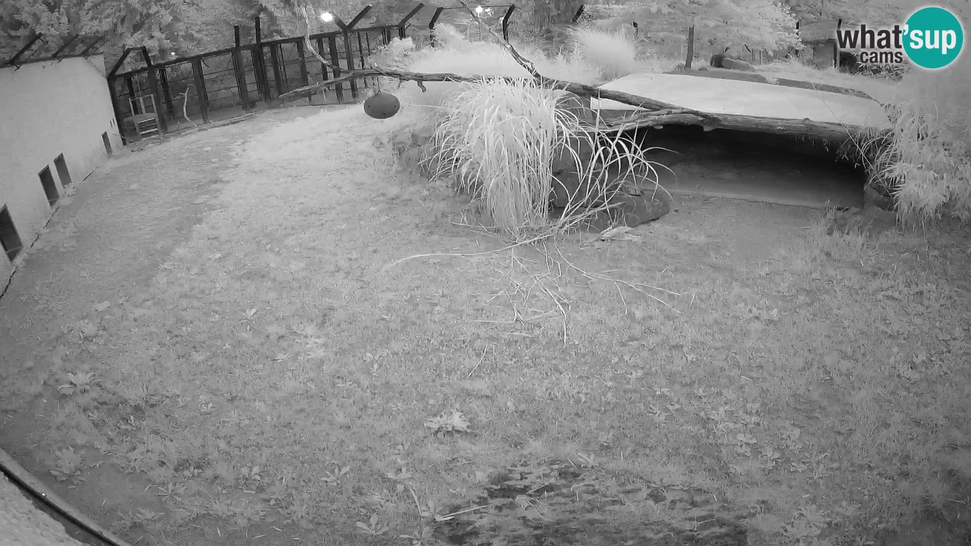 LEONE live Webcam nello zoo di Lubiana – Slovenia