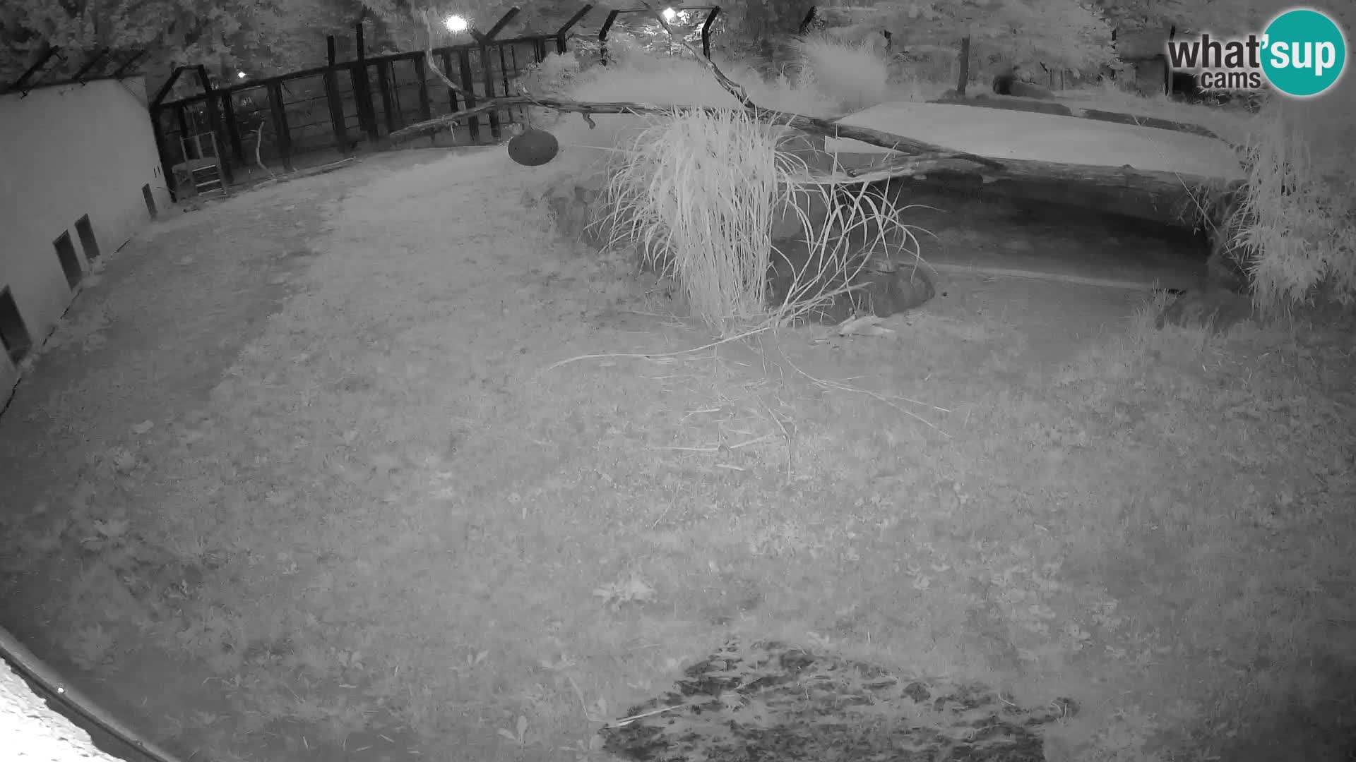 LION live Webcam in Ljubljana Zoo – Slovenia