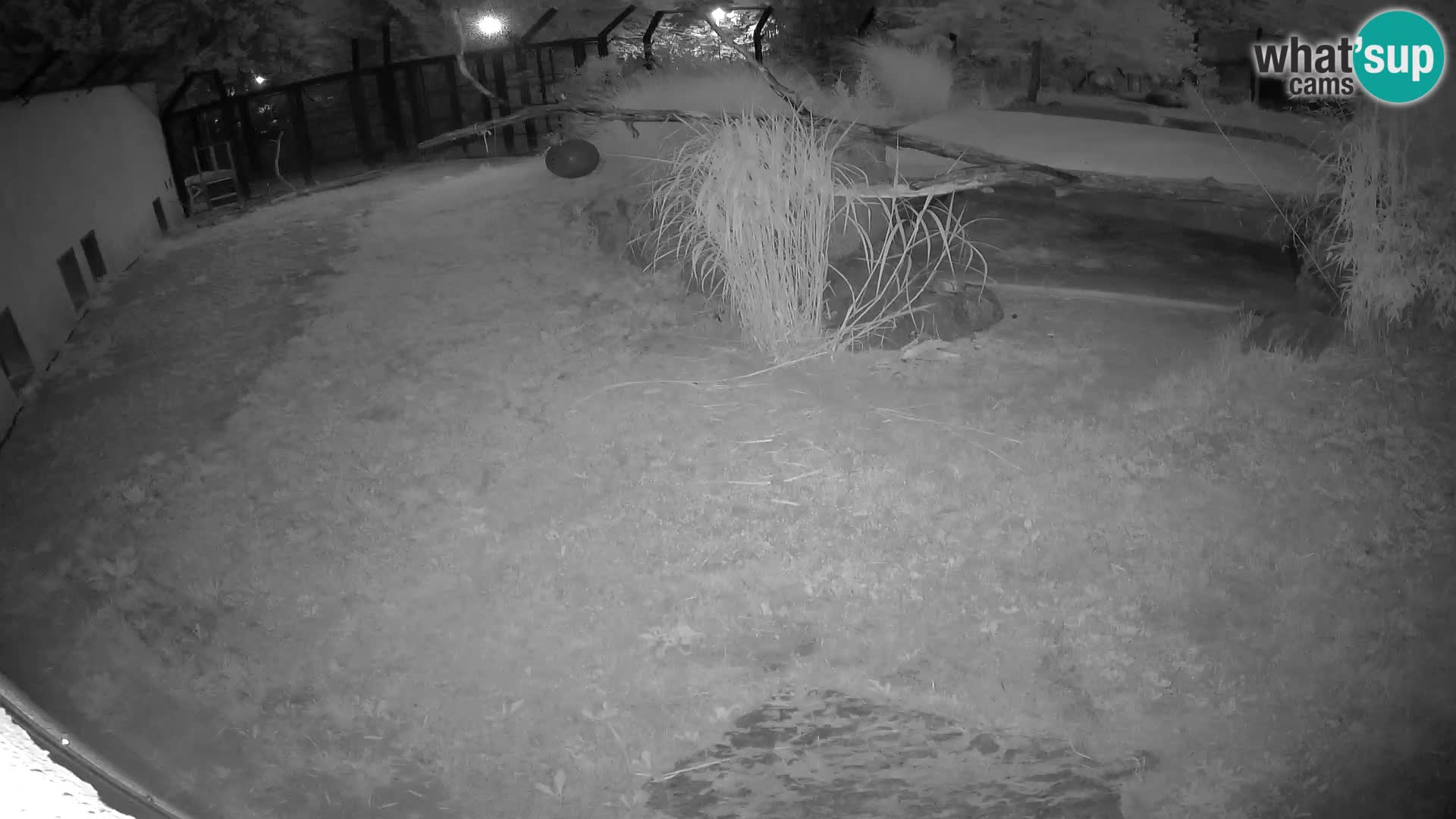LEON Webcam en vivo en Ljubljana Zoo – Eslovenia