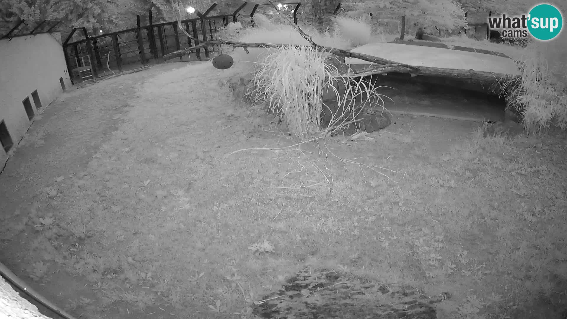 Löwe live Webcam im Zoo von Ljubljana – Slowenien