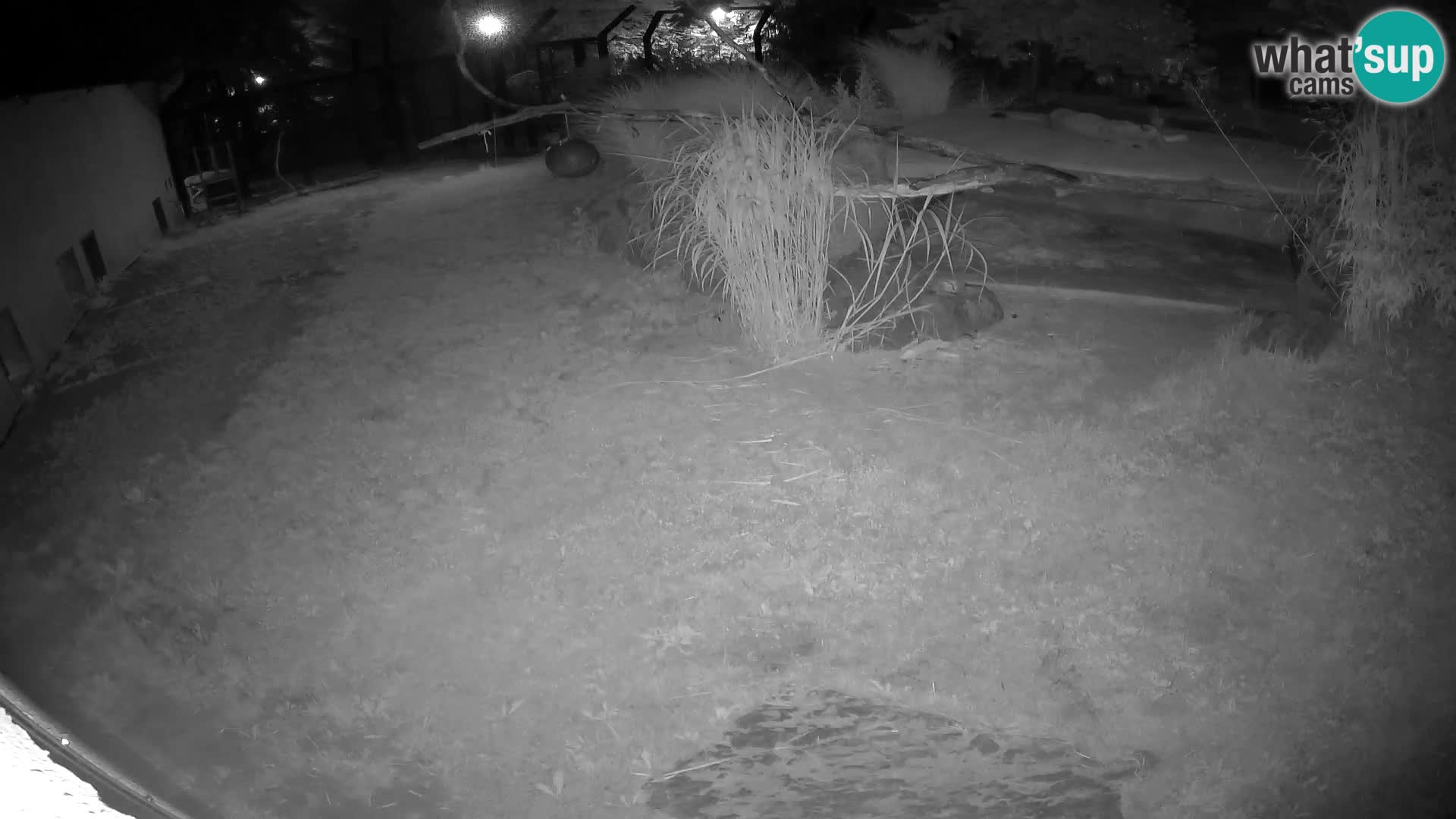 LEONE live Webcam nello zoo di Lubiana – Slovenia