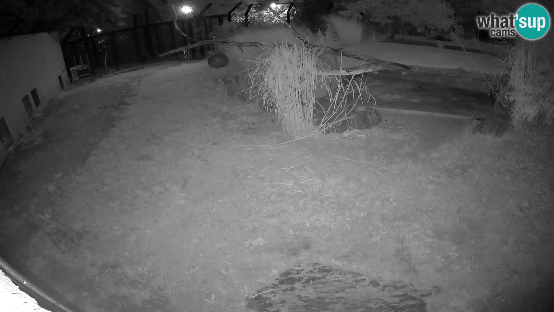 LEON Webcam en vivo en Ljubljana Zoo – Eslovenia