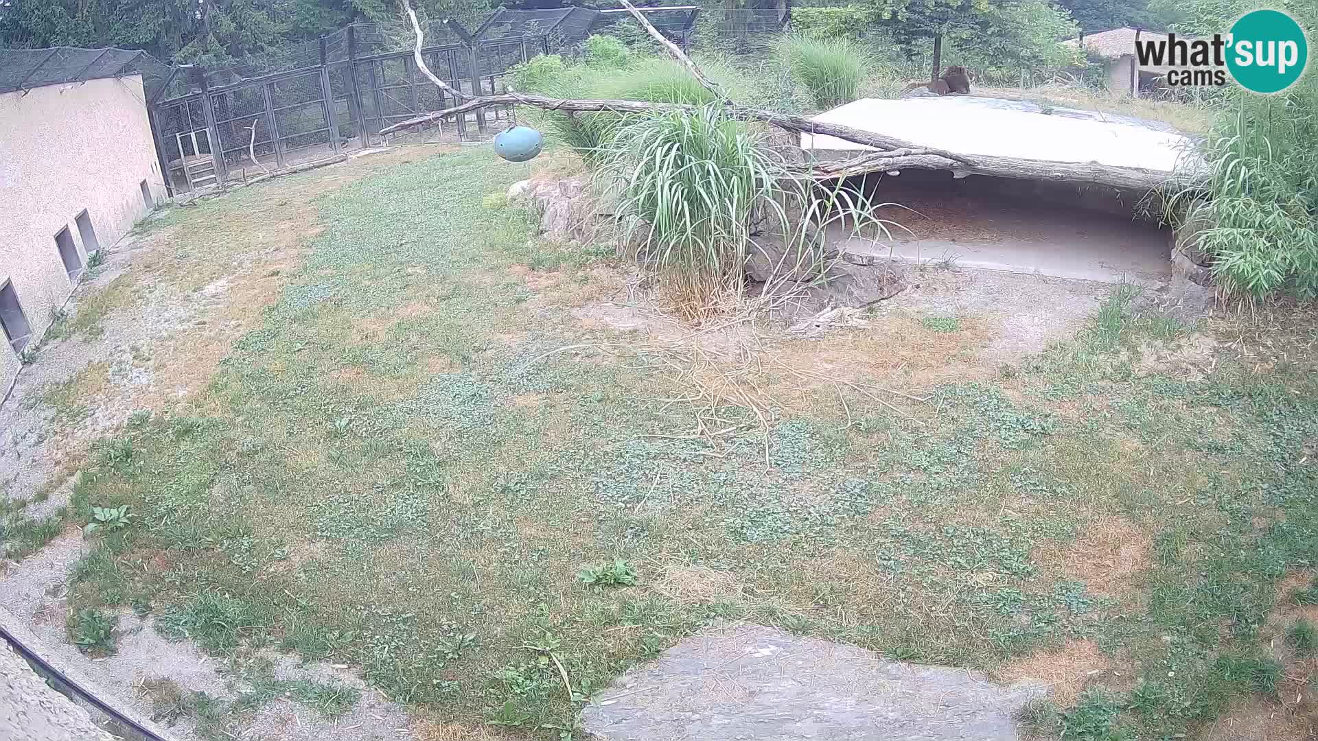 Lavovi web kamera uživo u ljubljanskom zoološkom vrtu – Slovenija