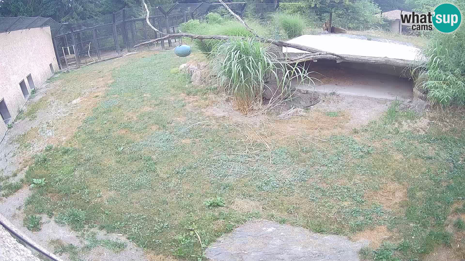 Lavovi web kamera uživo u ljubljanskom zoološkom vrtu – Slovenija