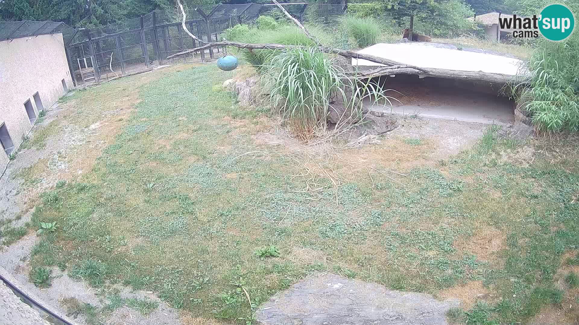 LION live Webcam in Ljubljana Zoo – Slovenia