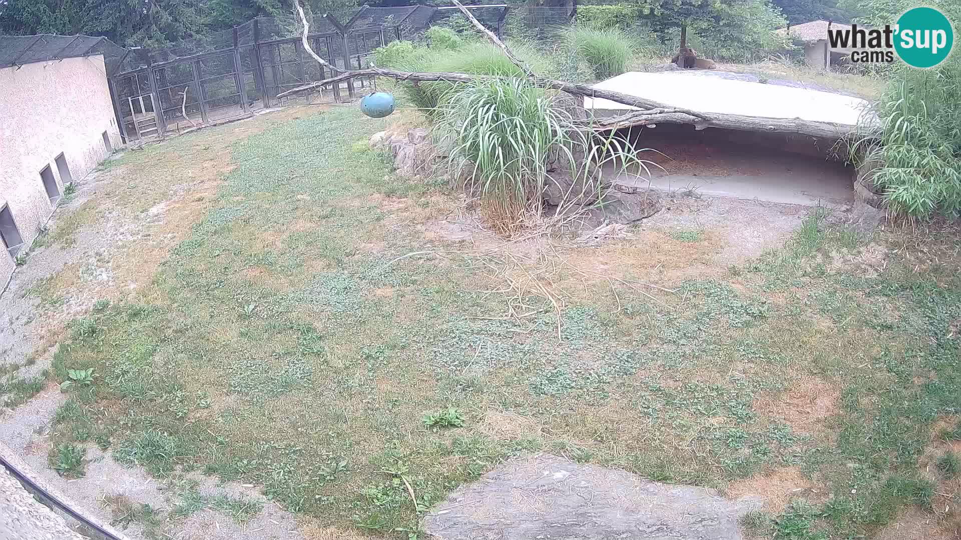 LION webcam en direct du zoo de Ljubljana – Slovénie
