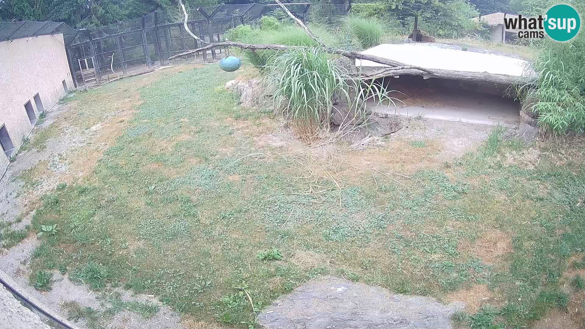 LEON Webcam en vivo en Ljubljana Zoo – Eslovenia