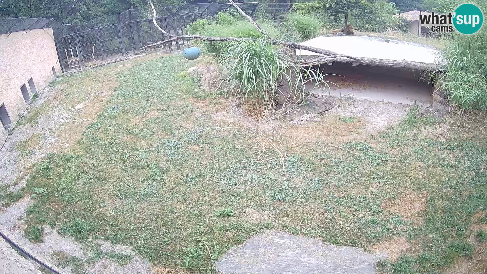 Lavovi web kamera uživo u ljubljanskom zoološkom vrtu – Slovenija