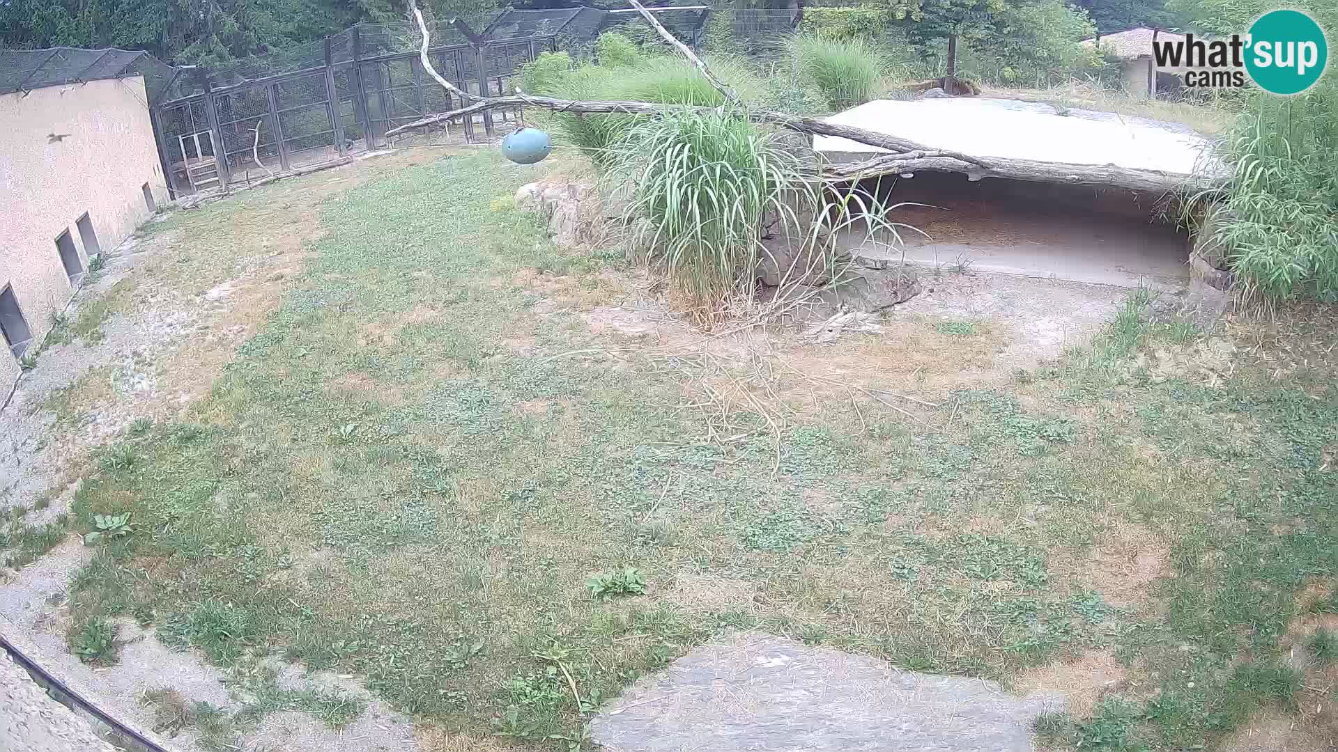 Lavovi web kamera uživo u ljubljanskom zoološkom vrtu – Slovenija