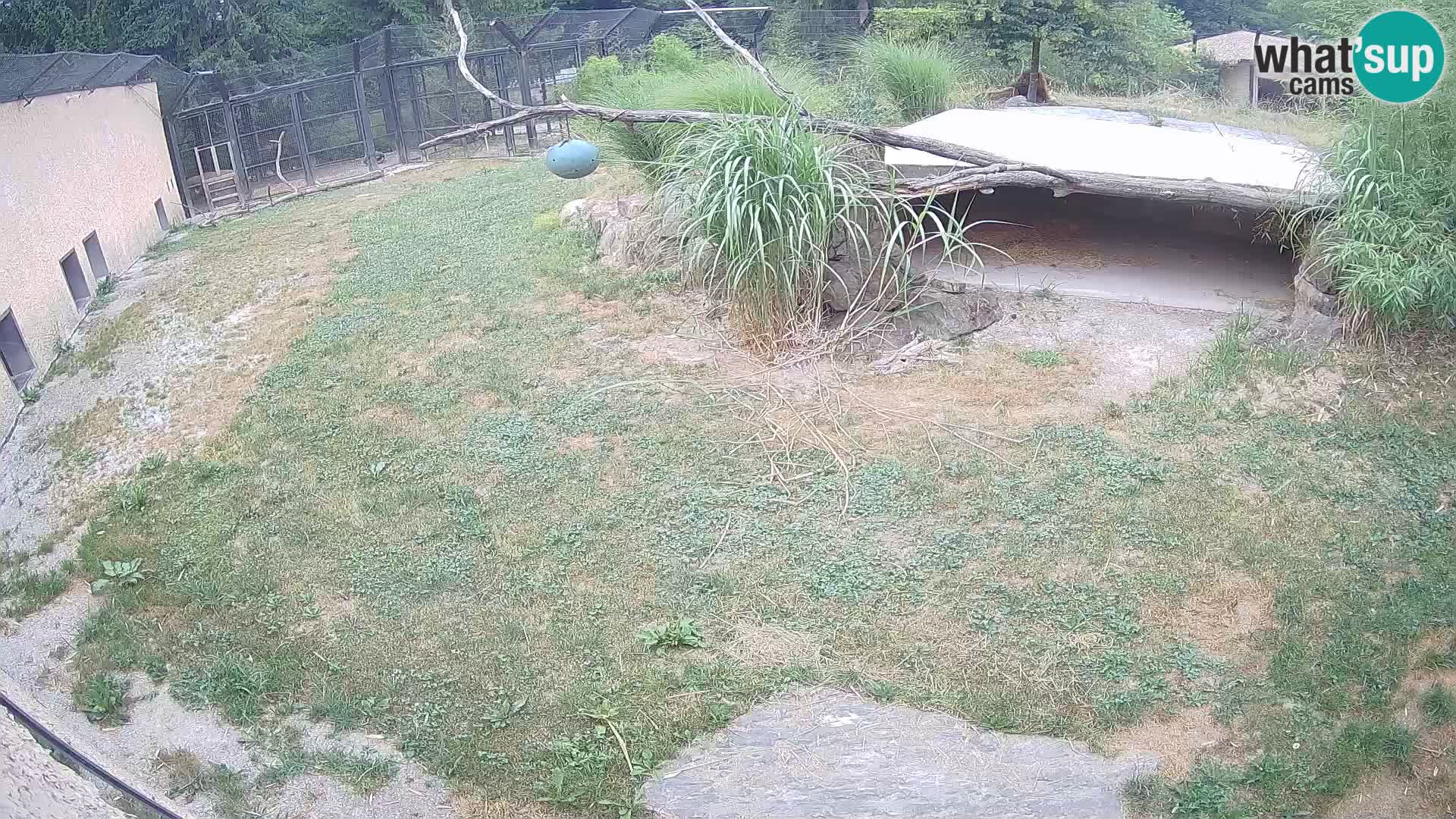 LION live Webcam in Ljubljana Zoo – Slovenia