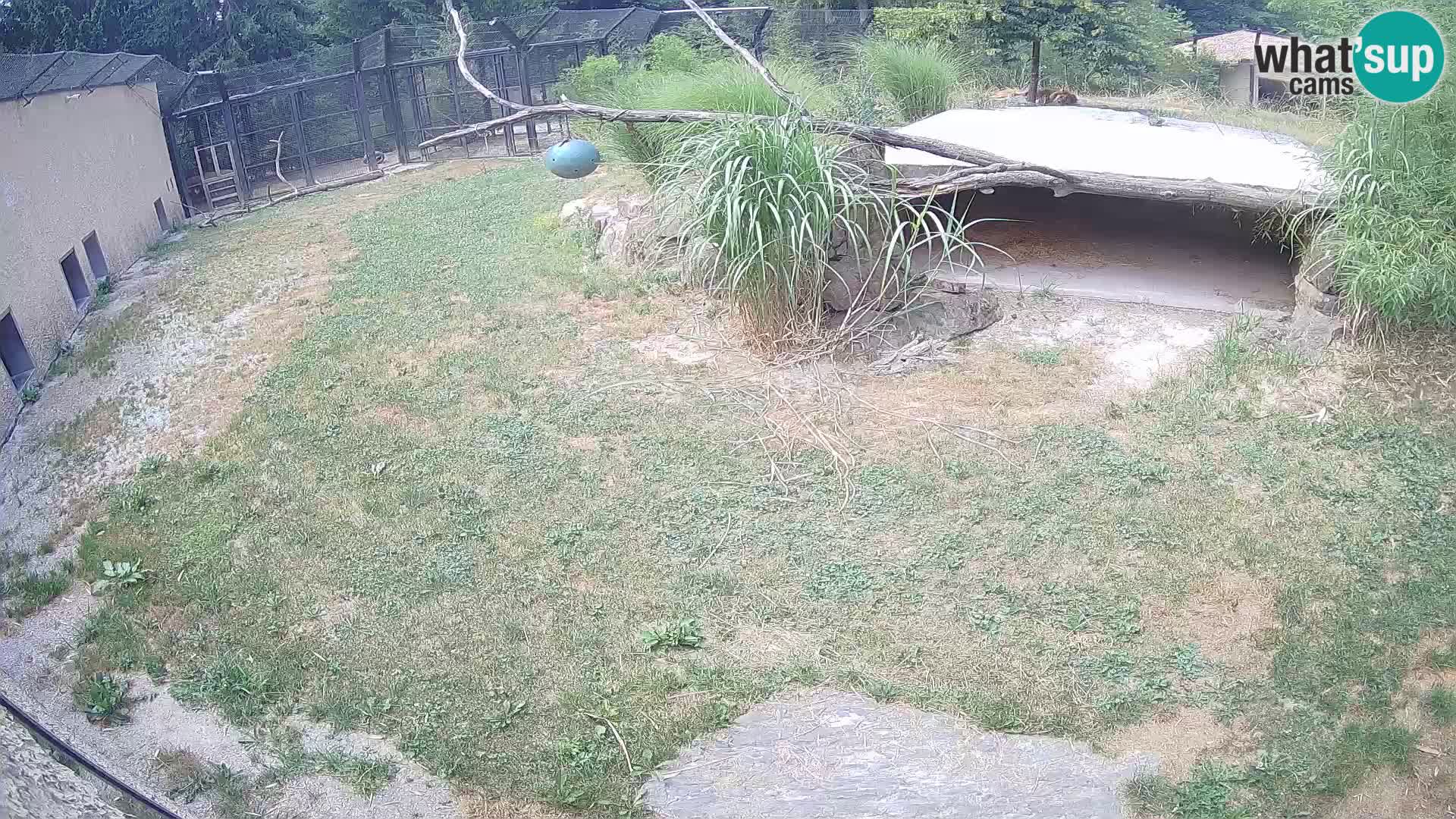 LEVI spletna kamera v živalskem vrtu Ljubljana Zoo