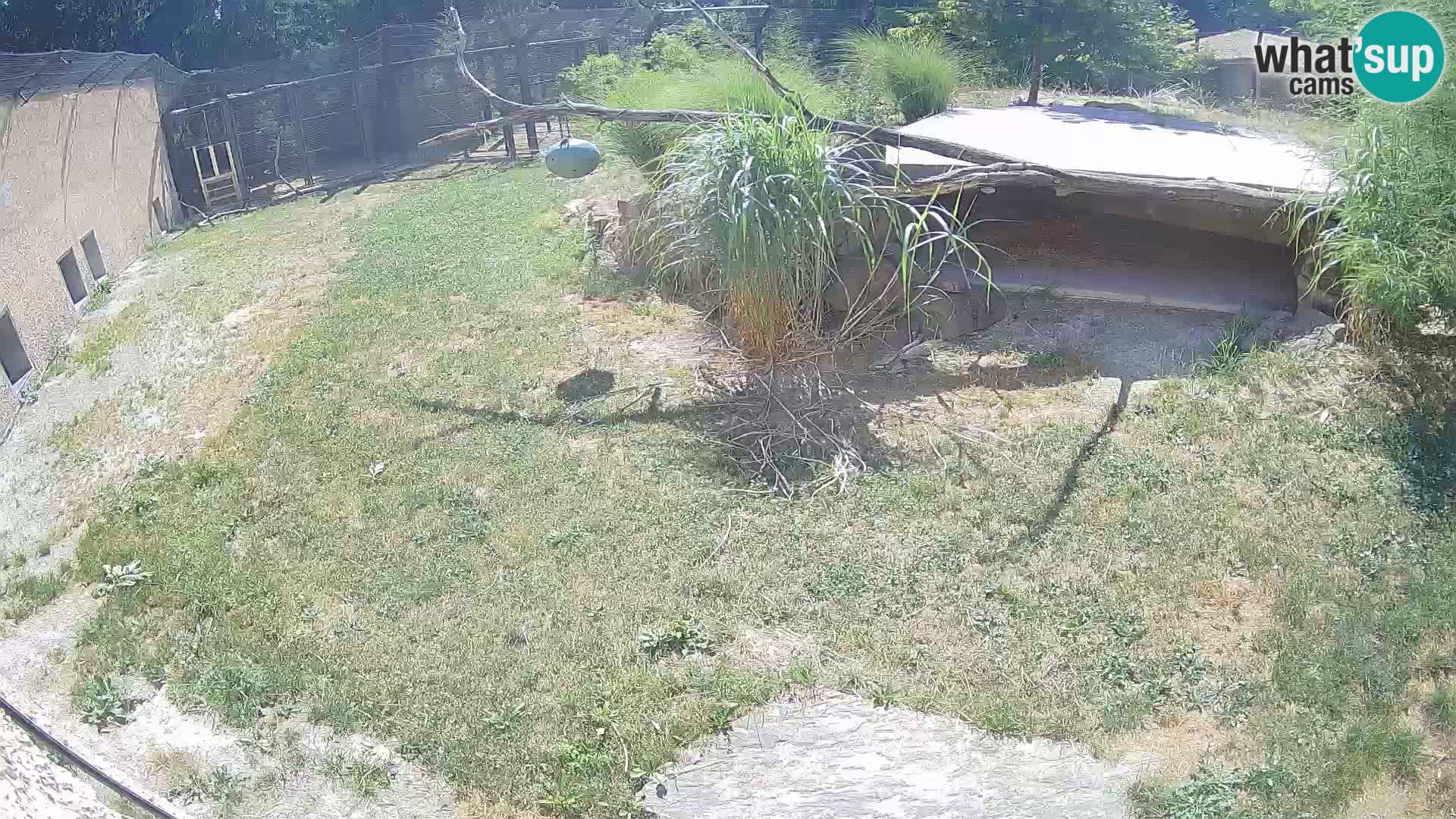 LEONE live Webcam nello zoo di Lubiana – Slovenia