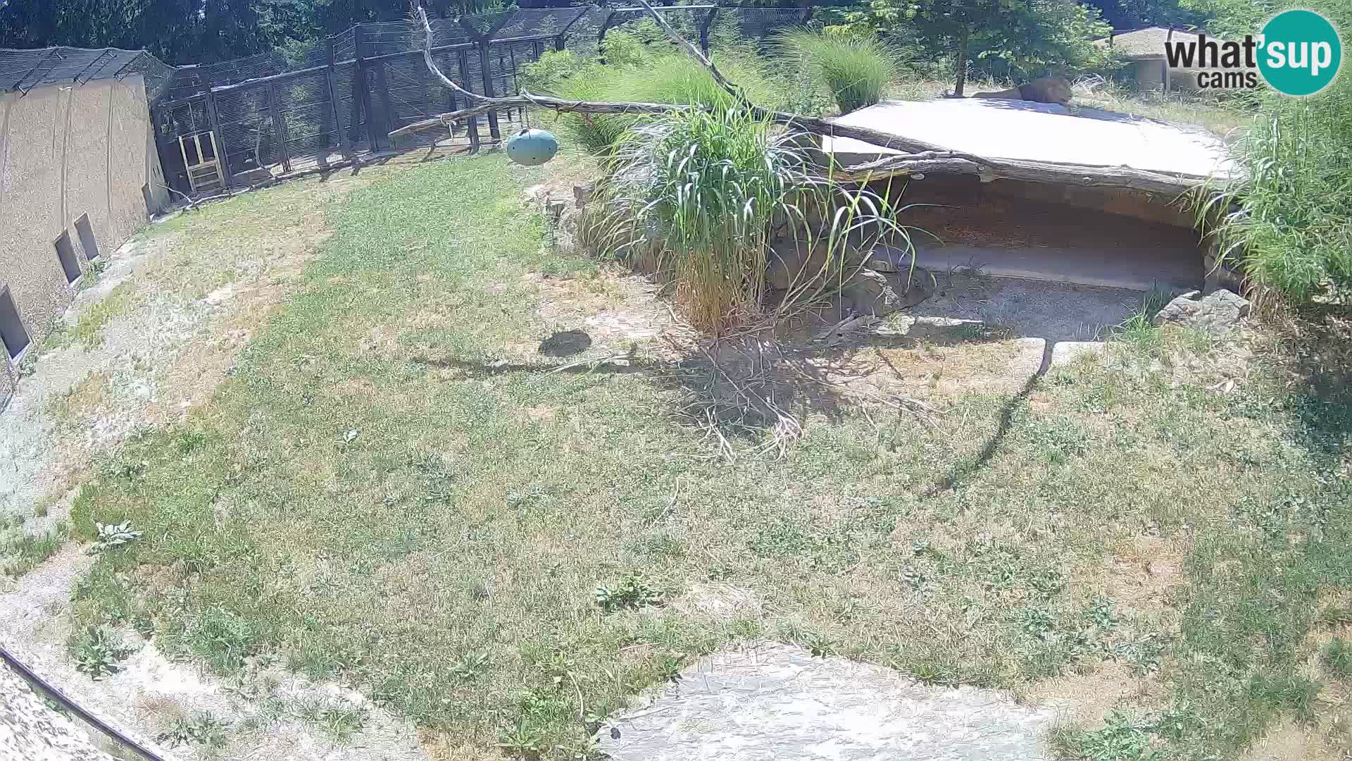 LION webcam en direct du zoo de Ljubljana – Slovénie