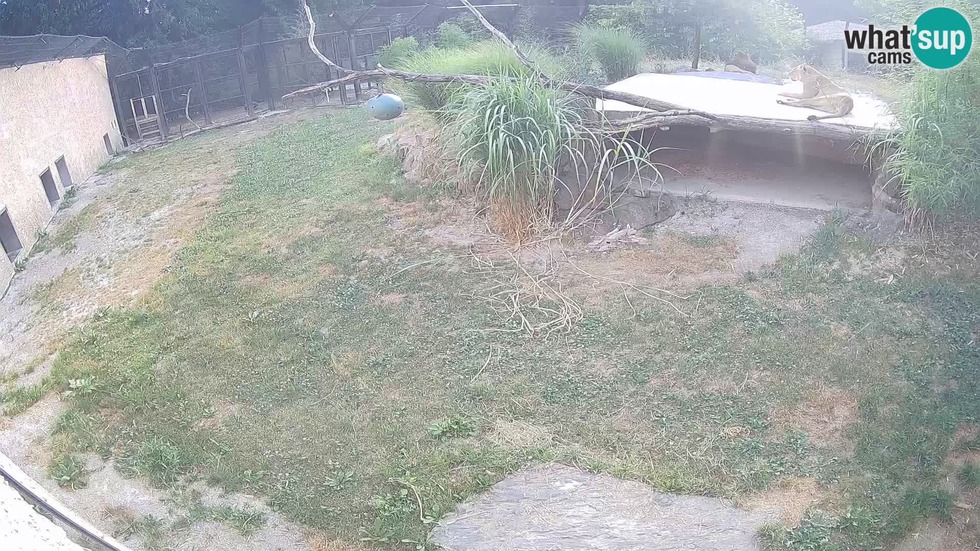 LION live Webcam in Ljubljana Zoo – Slovenia