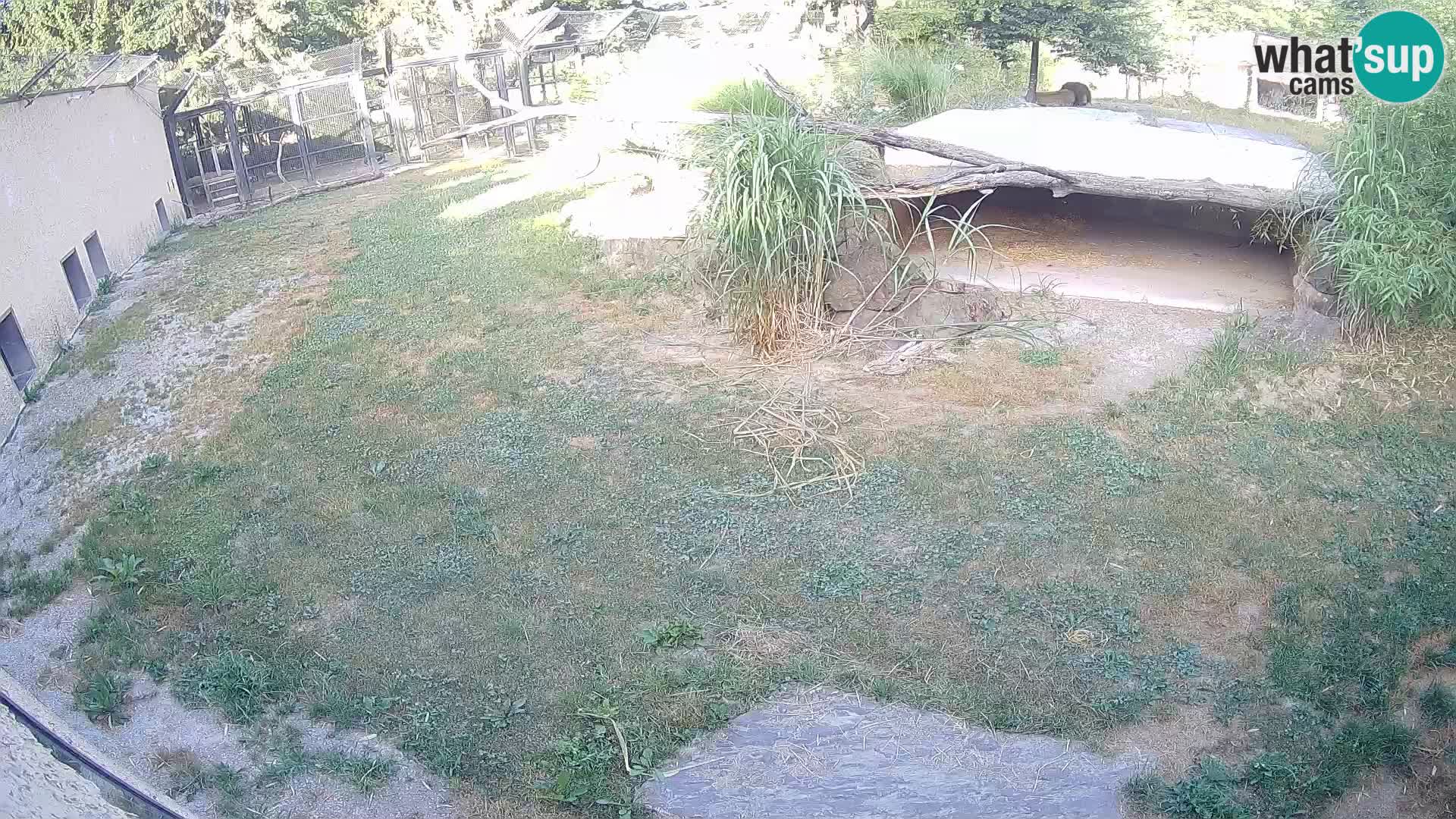 Löwe live Webcam im Zoo von Ljubljana – Slowenien