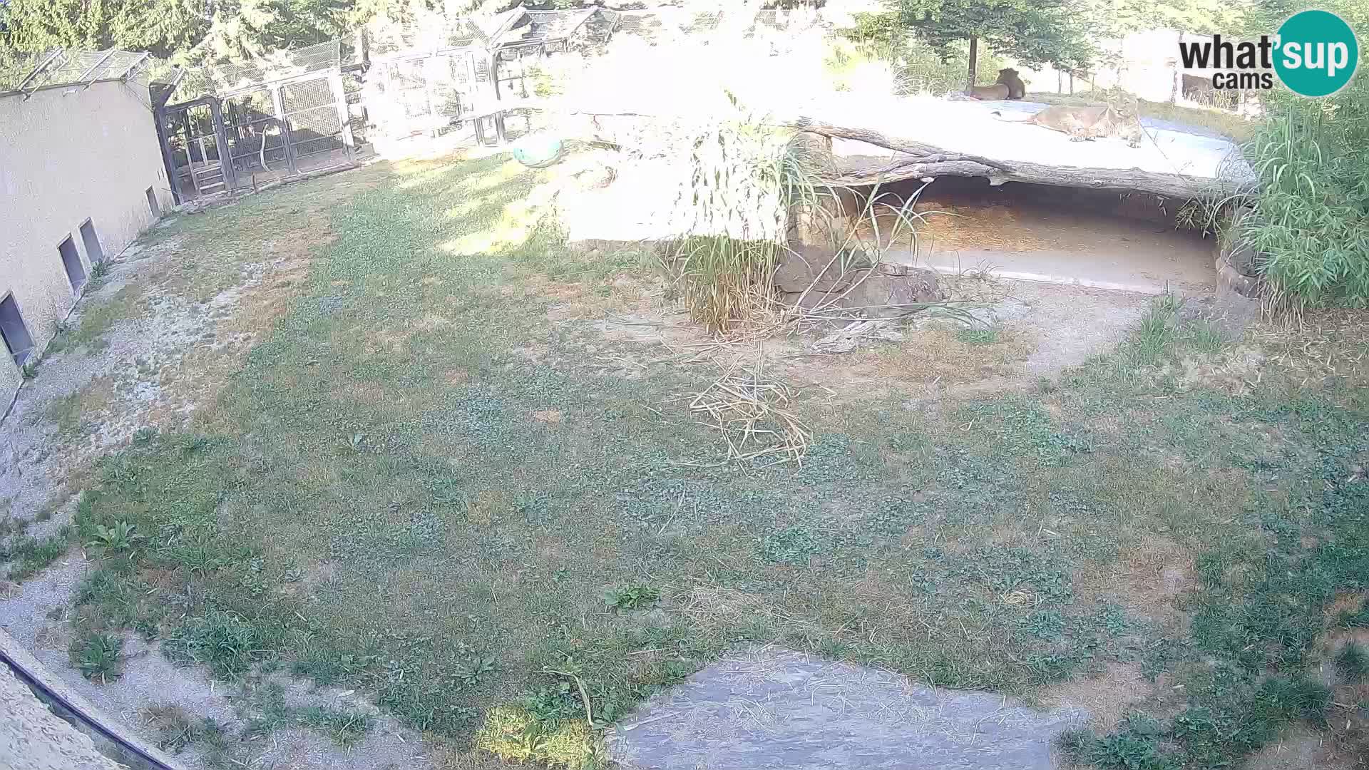 Löwe live Webcam im Zoo von Ljubljana – Slowenien