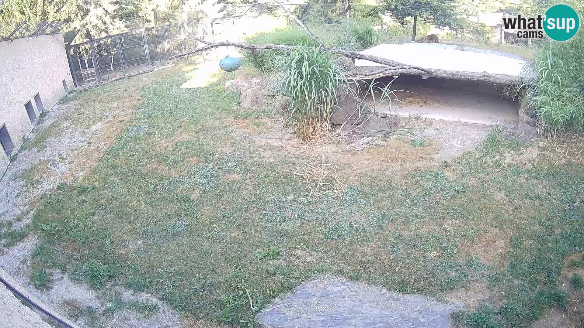 LION live Webcam in Ljubljana Zoo – Slovenia