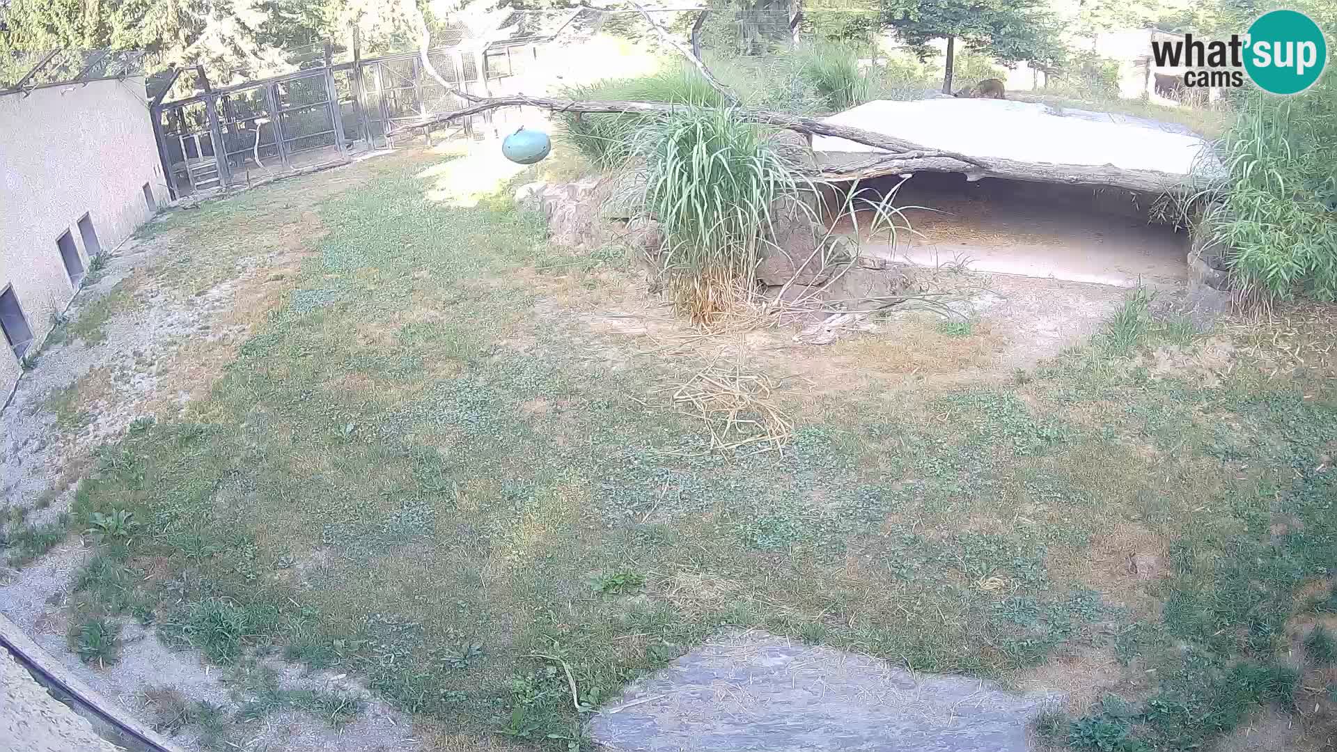 LION live Webcam in Ljubljana Zoo – Slovenia