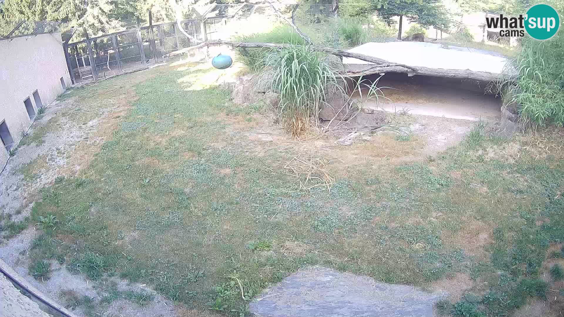 LEONE live Webcam nello zoo di Lubiana – Slovenia