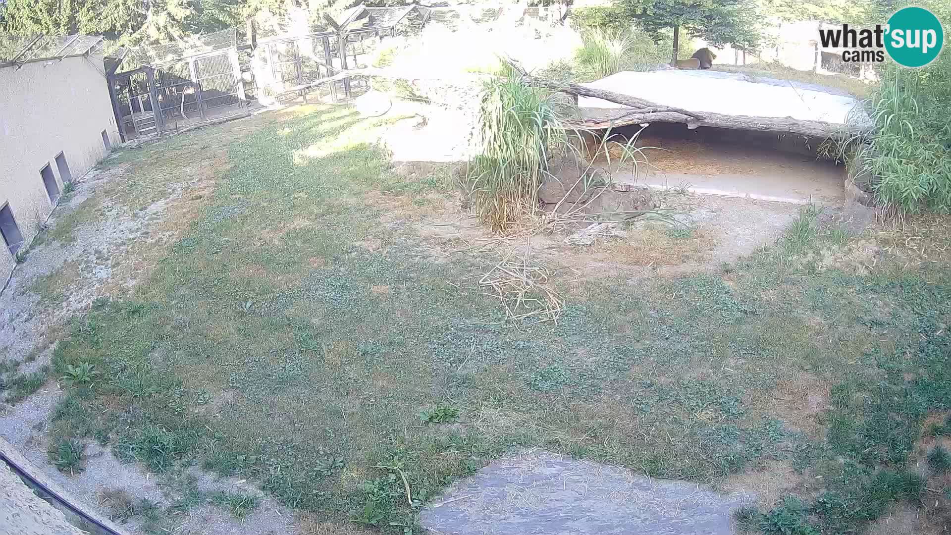 LEONE live Webcam nello zoo di Lubiana – Slovenia