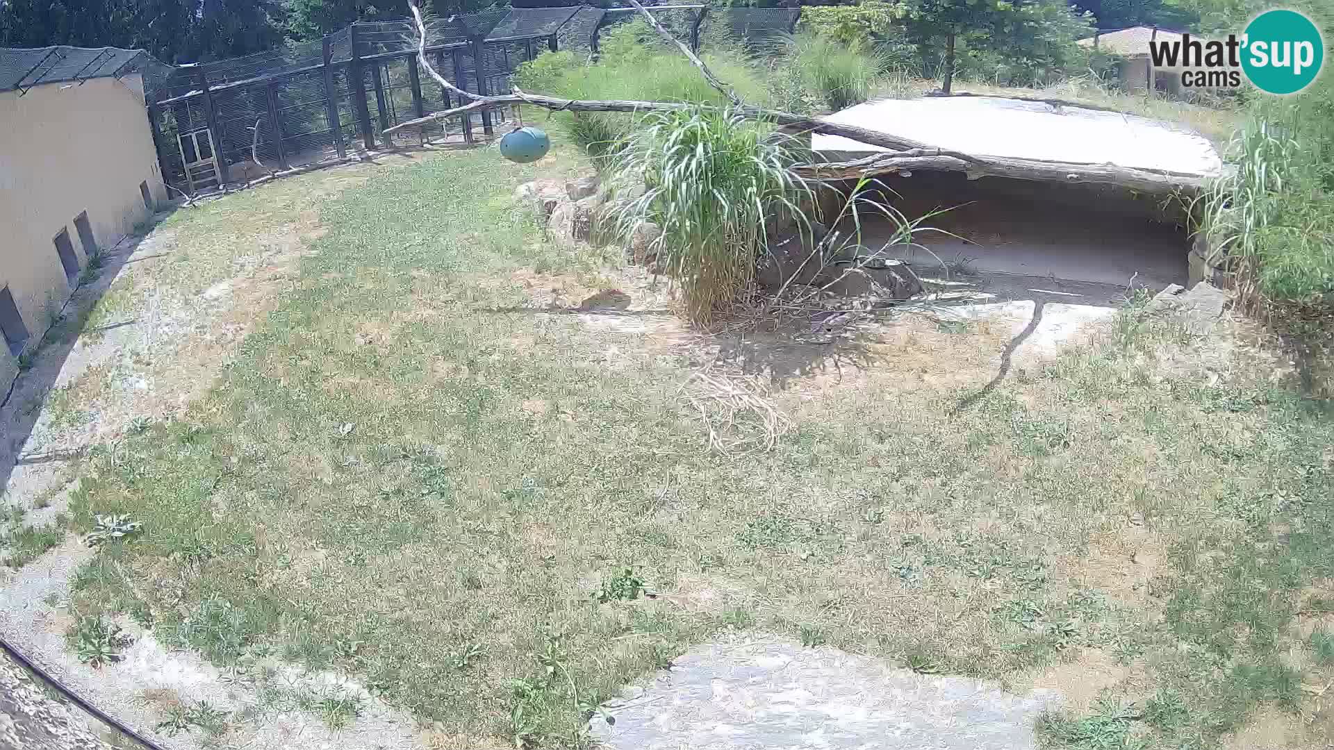 Löwe live Webcam im Zoo von Ljubljana – Slowenien