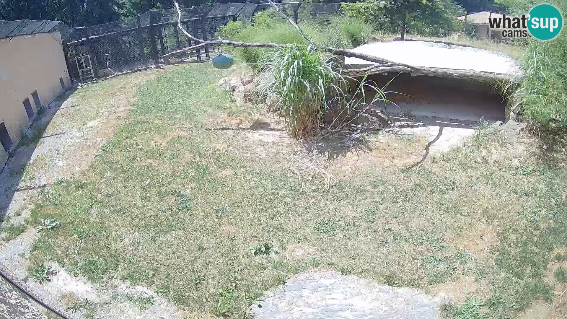Löwe live Webcam im Zoo von Ljubljana – Slowenien