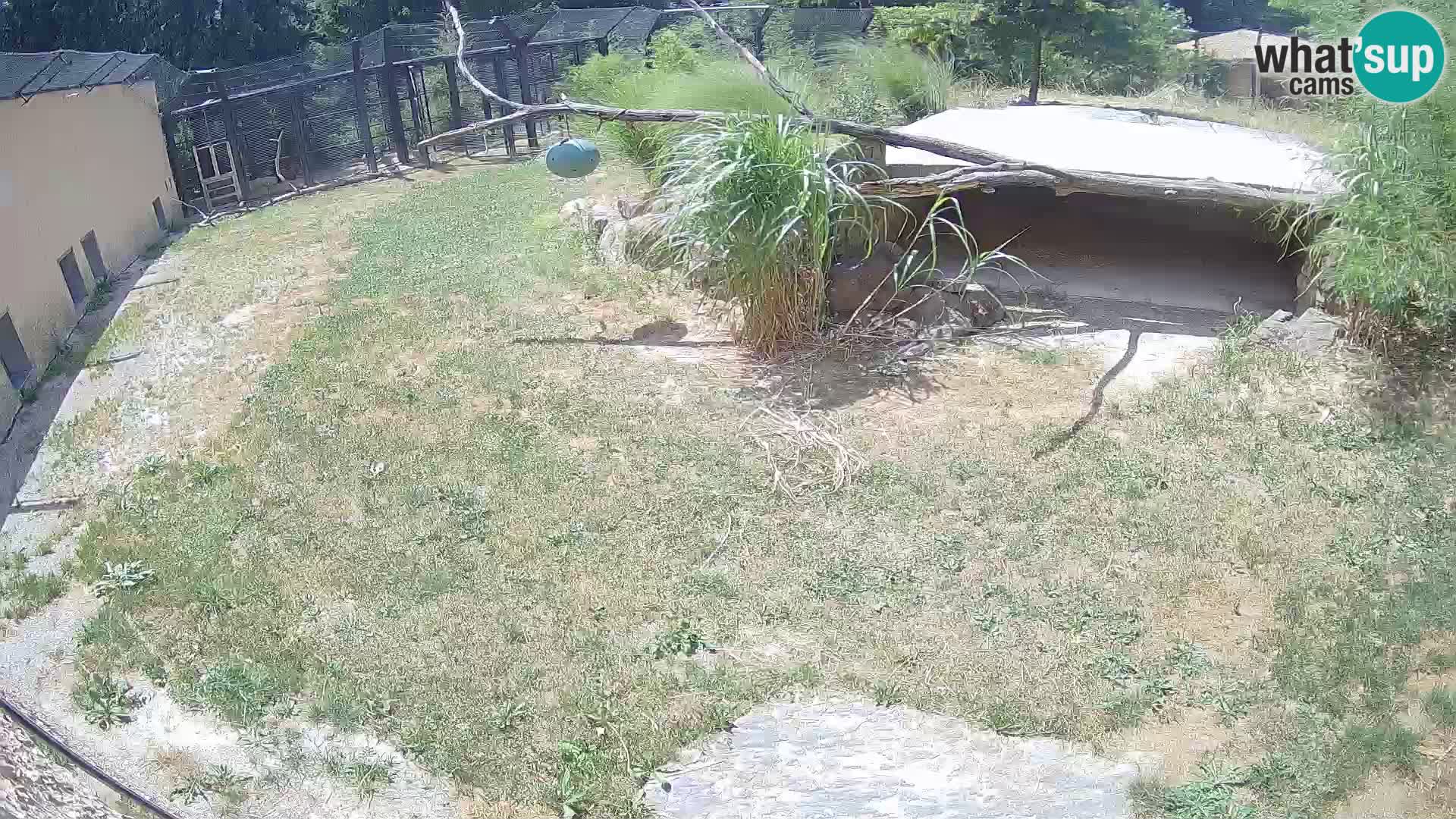 LION live Webcam in Ljubljana Zoo – Slovenia