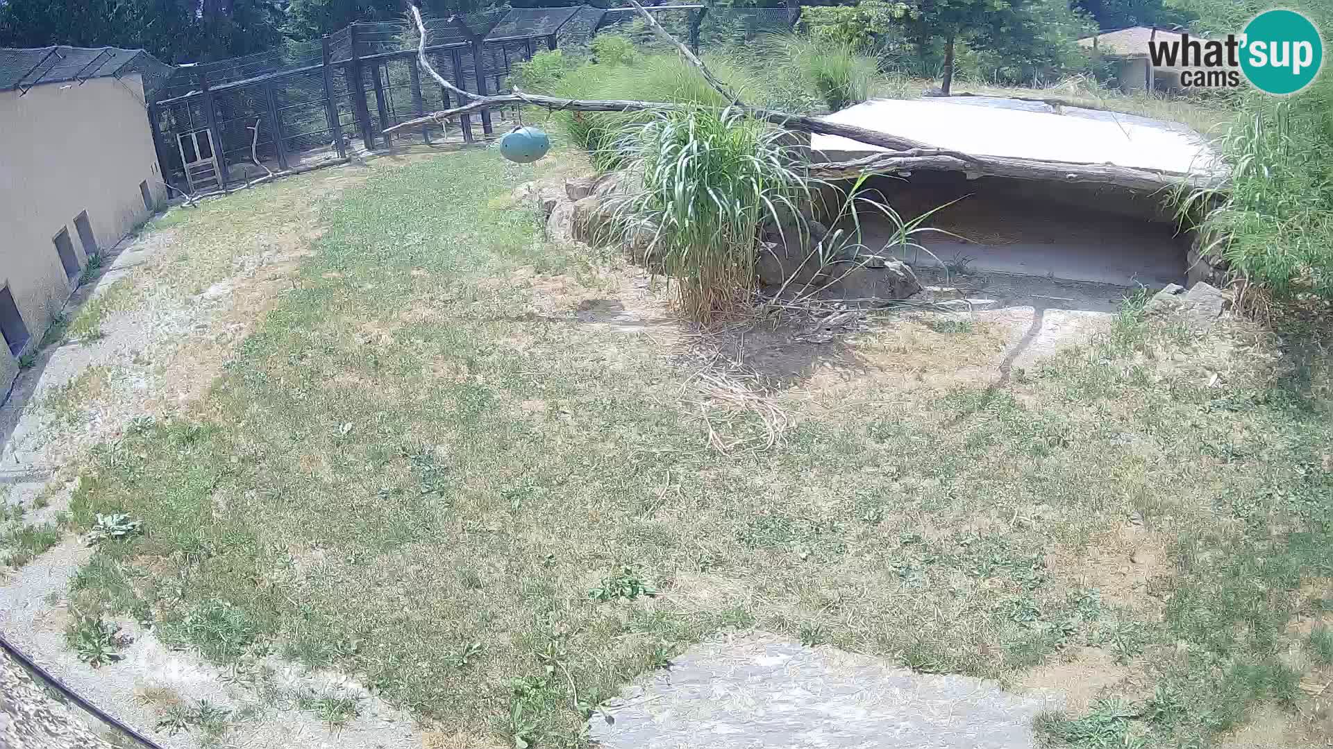 Lavovi web kamera uživo u ljubljanskom zoološkom vrtu – Slovenija